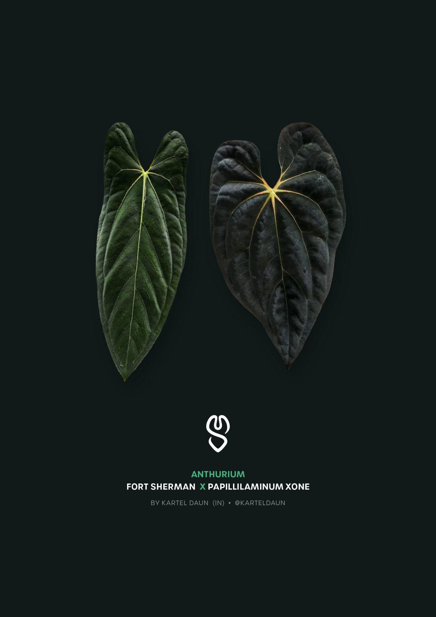 Anthurium Fort Sherman x XOne - SMUKHI