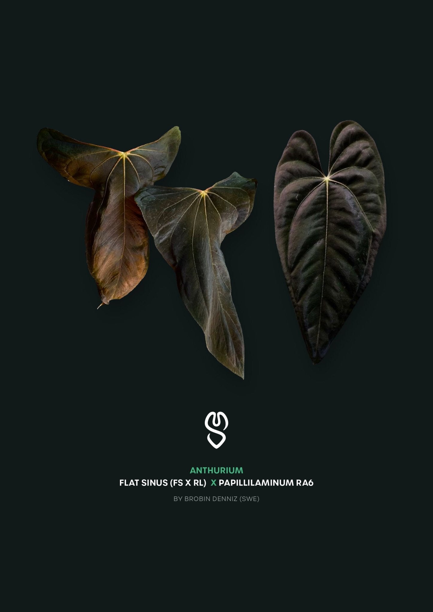 Anthurium FSxRL Flat Sinus x Papillilaminum RA6 - SMUKHI