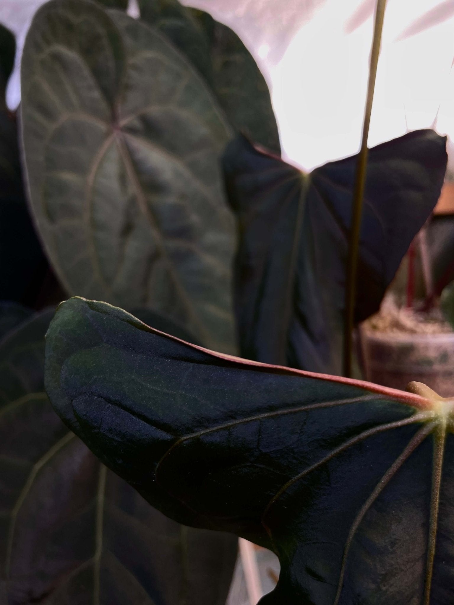 Anthurium FSxRL Flat Sinus x Papillilaminum RA6 - SMUKHI