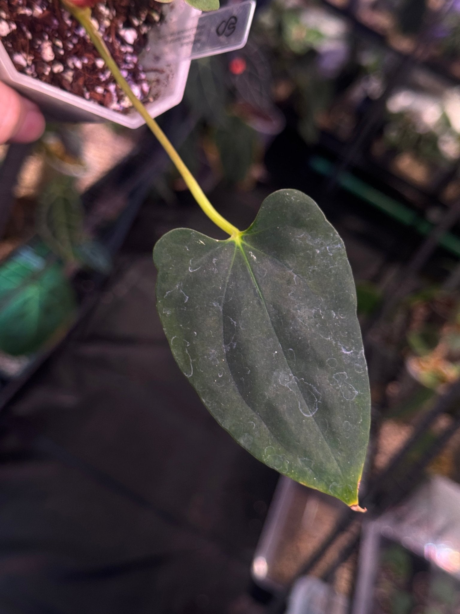 Anthurium FSxRL ‘Grim Reaper’ x Papillilaminum RA6 - Cutting - SMUKHI