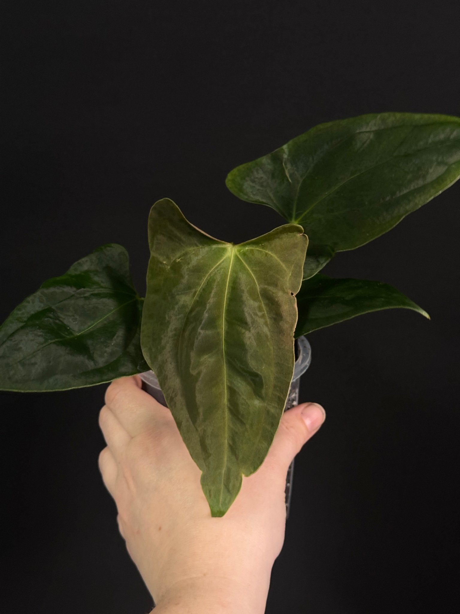 Anthurium FSxRL ‘Grim Reaper’ x Papillilaminum RA6 - Cutting - SMUKHI