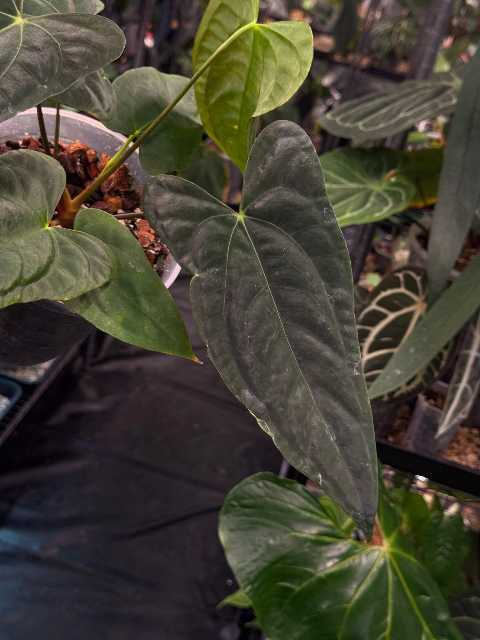 Anthurium FSxRL ‘Grim Reaper’ x Papillilaminum RA6 - SMUKHI