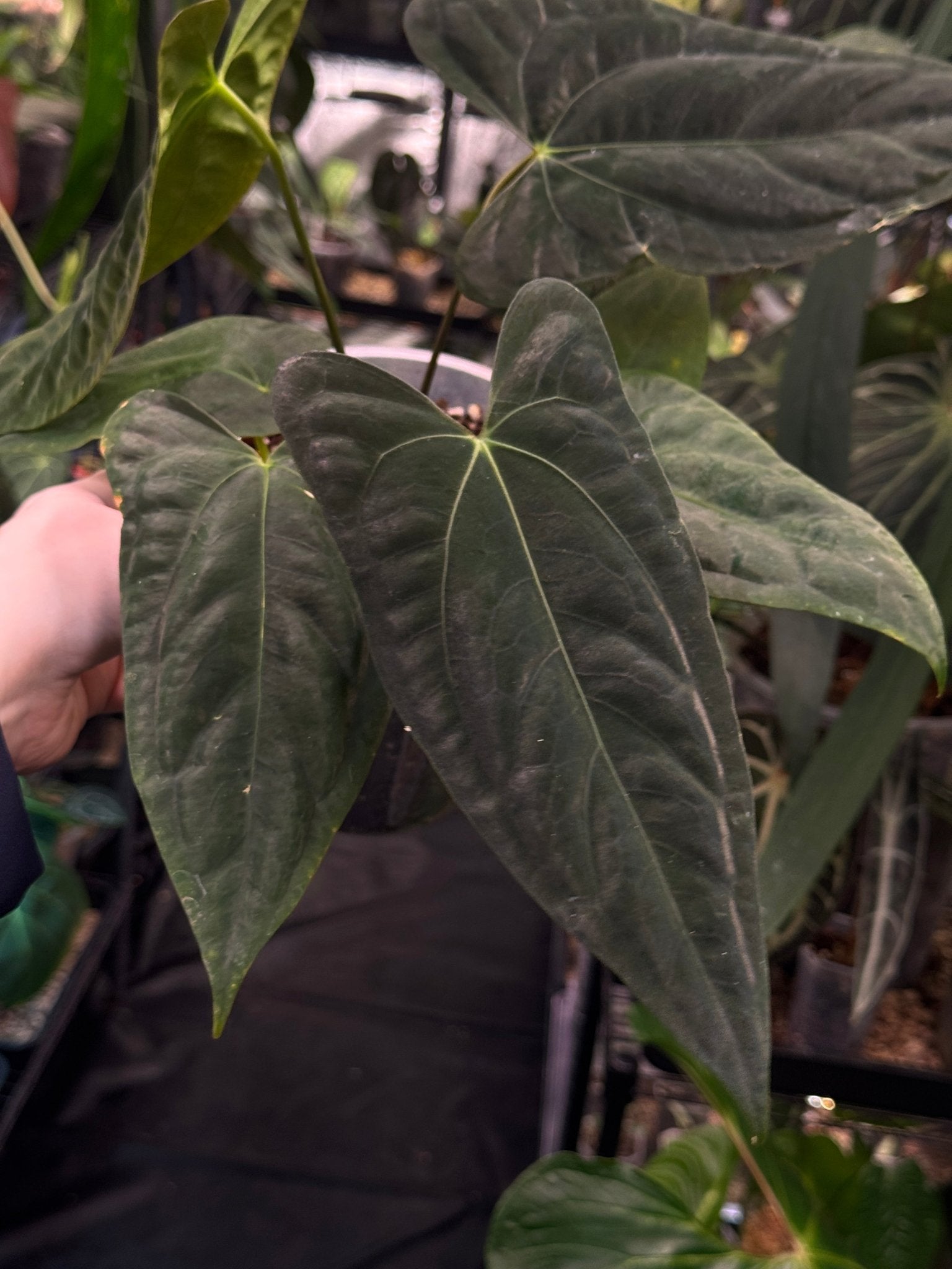 Anthurium FSxRL ‘Grim Reaper’ x Papillilaminum RA6 - SMUKHI