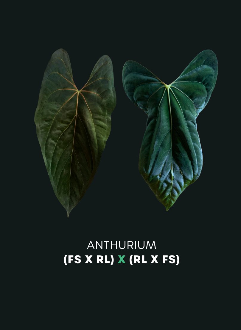 Anthurium FSxRL x RLxFS - SMUKHI