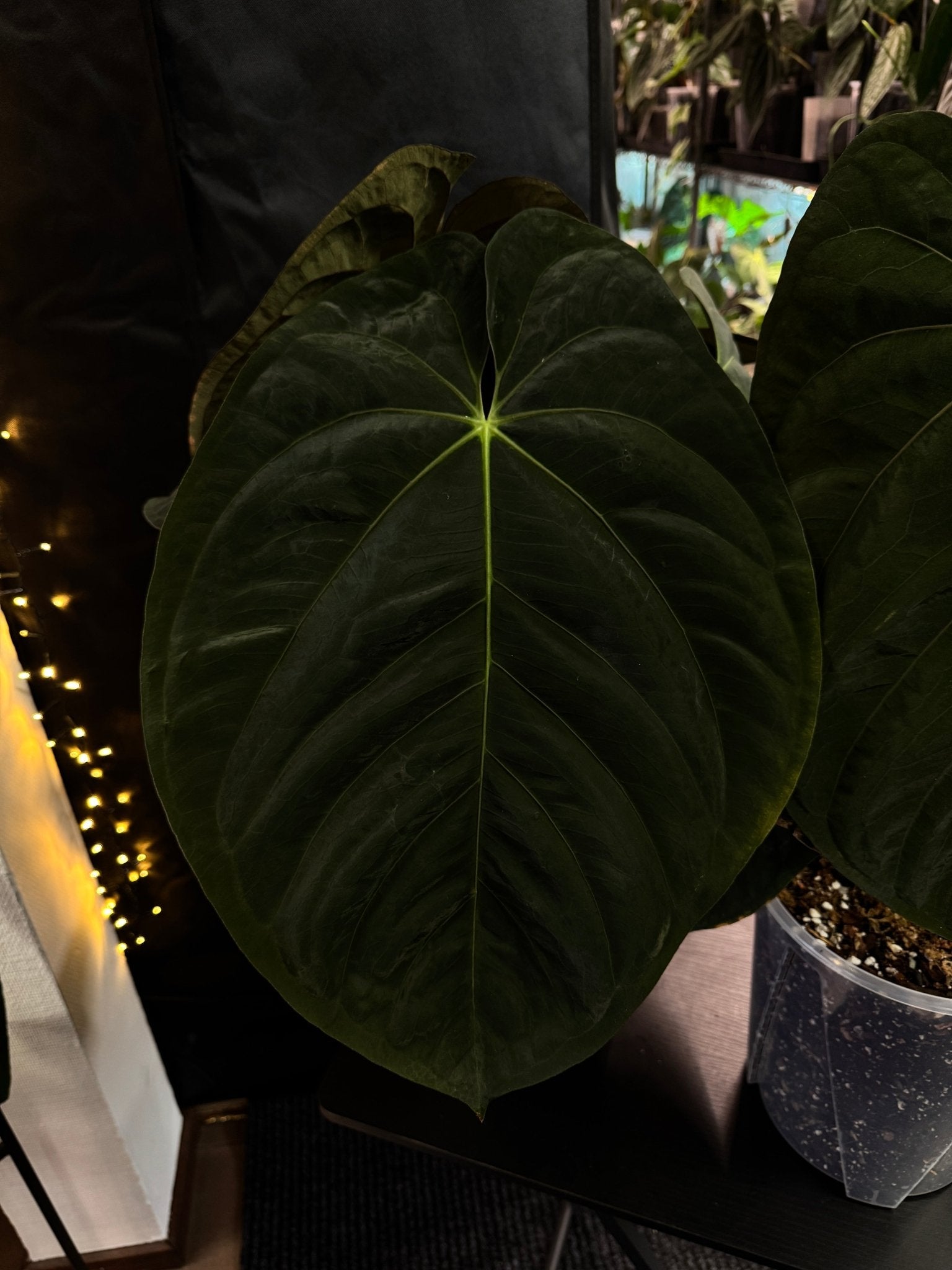 Anthurium Goliath [1] - SMUKHI