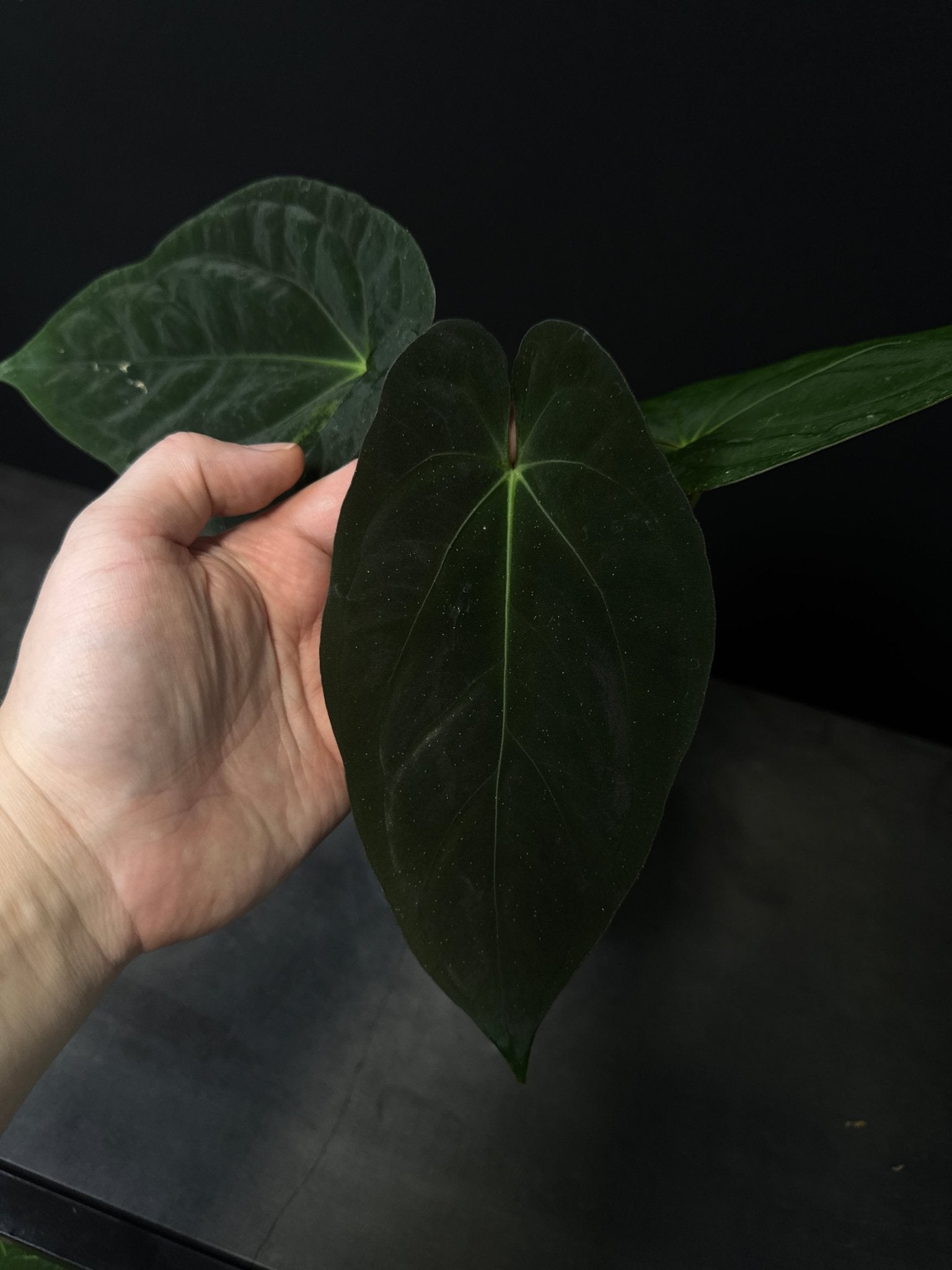 Anthurium Goliath #2 - SMUKHI