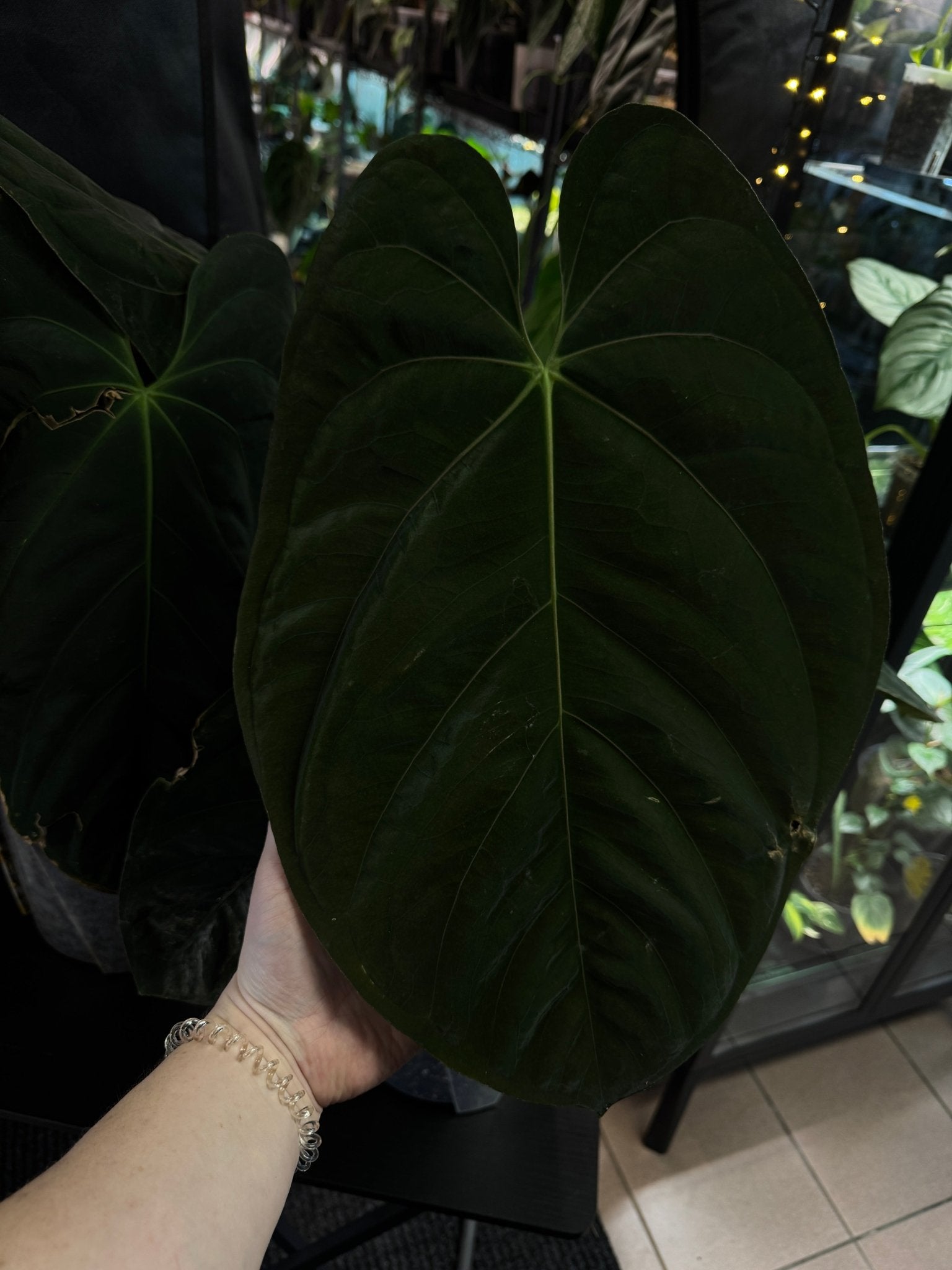 Anthurium Goliath [2] - SMUKHI