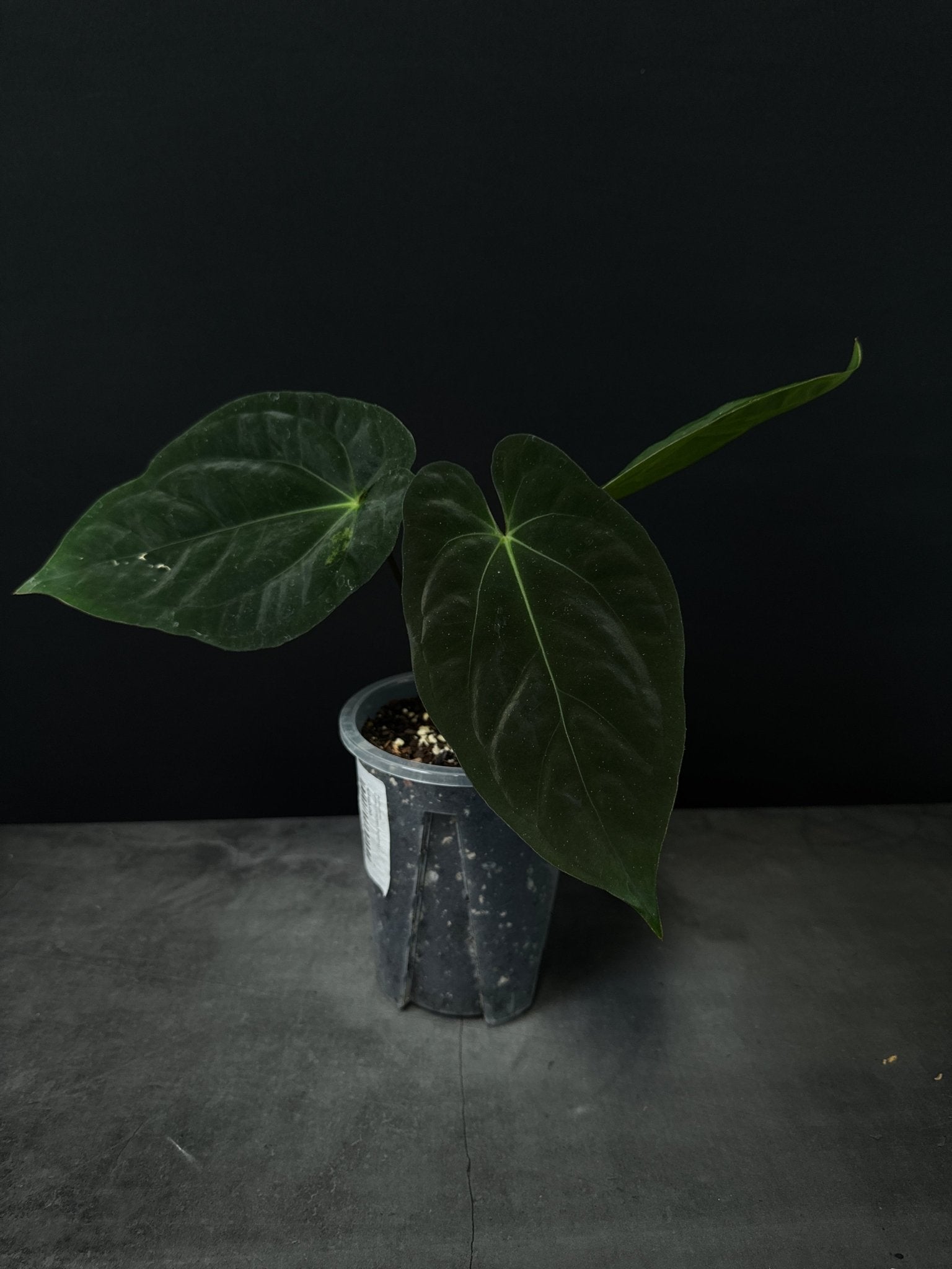 Anthurium Goliath #2 - SMUKHI