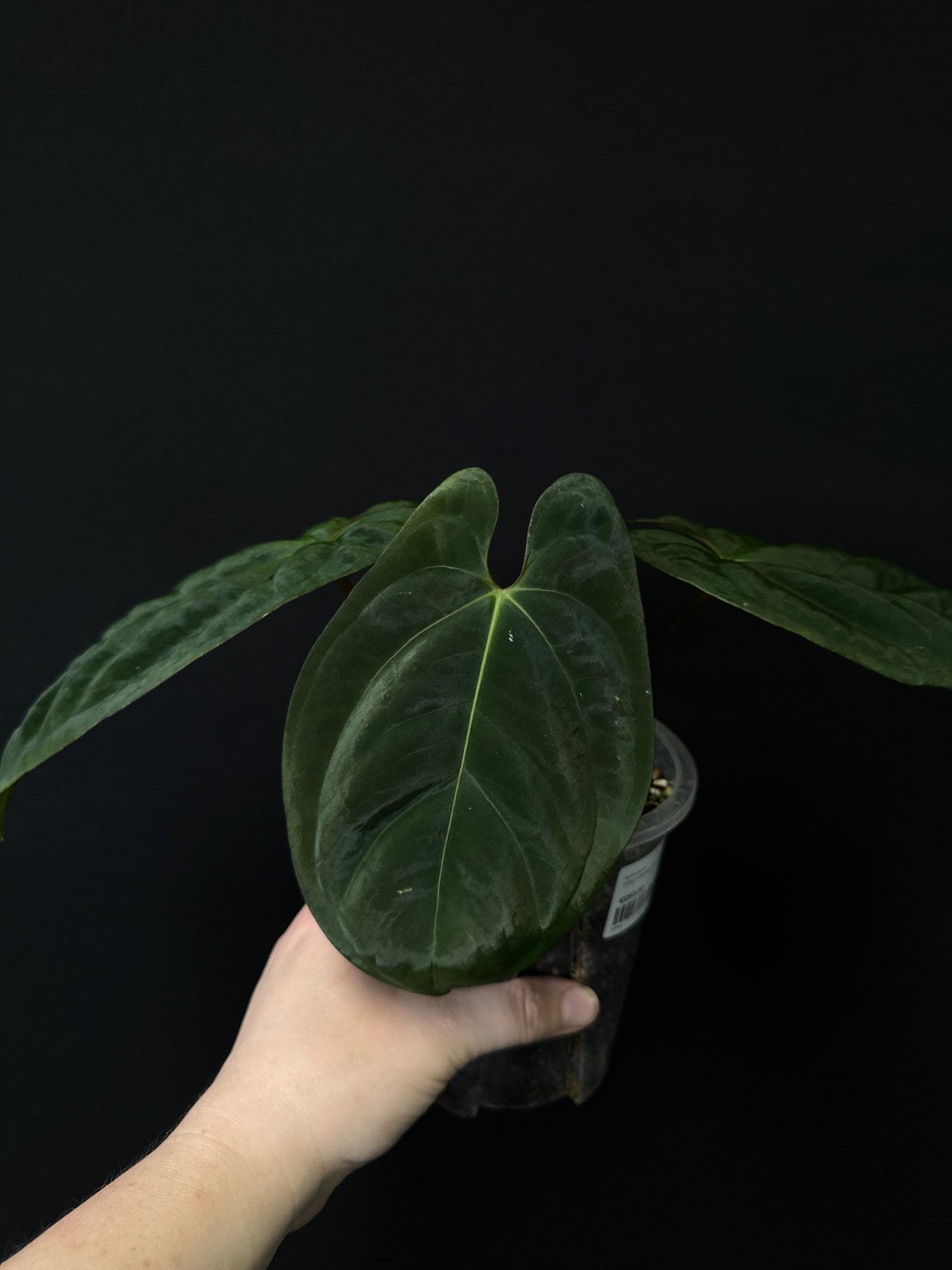 Anthurium Goliath - SMUKHI