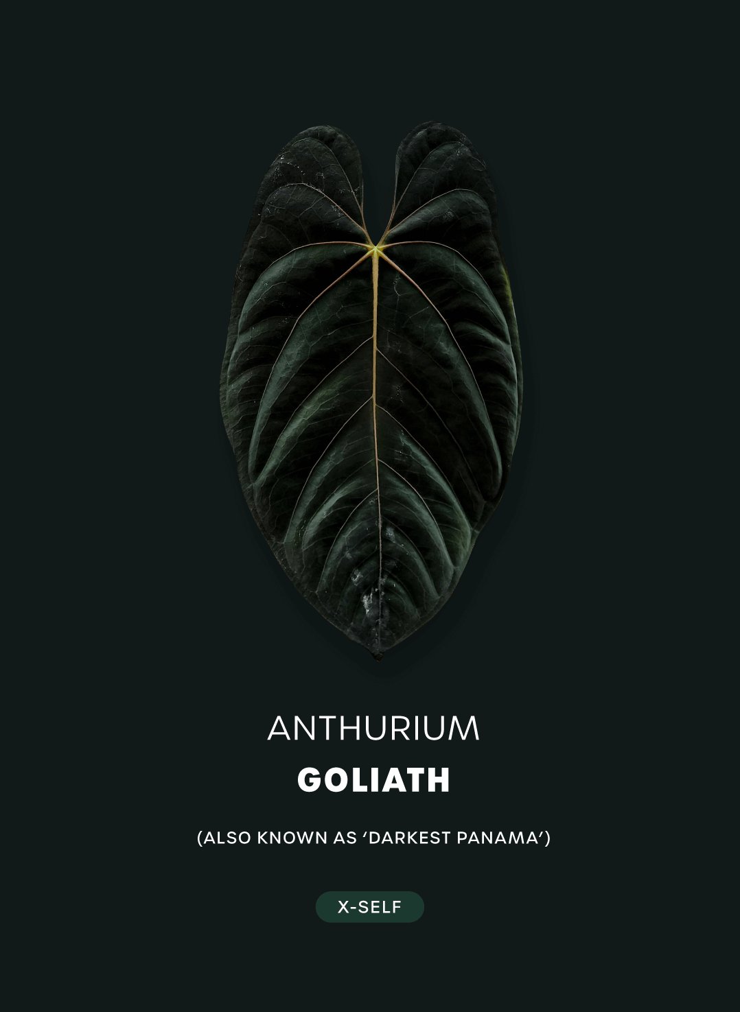 Anthurium Goliath - SMUKHI