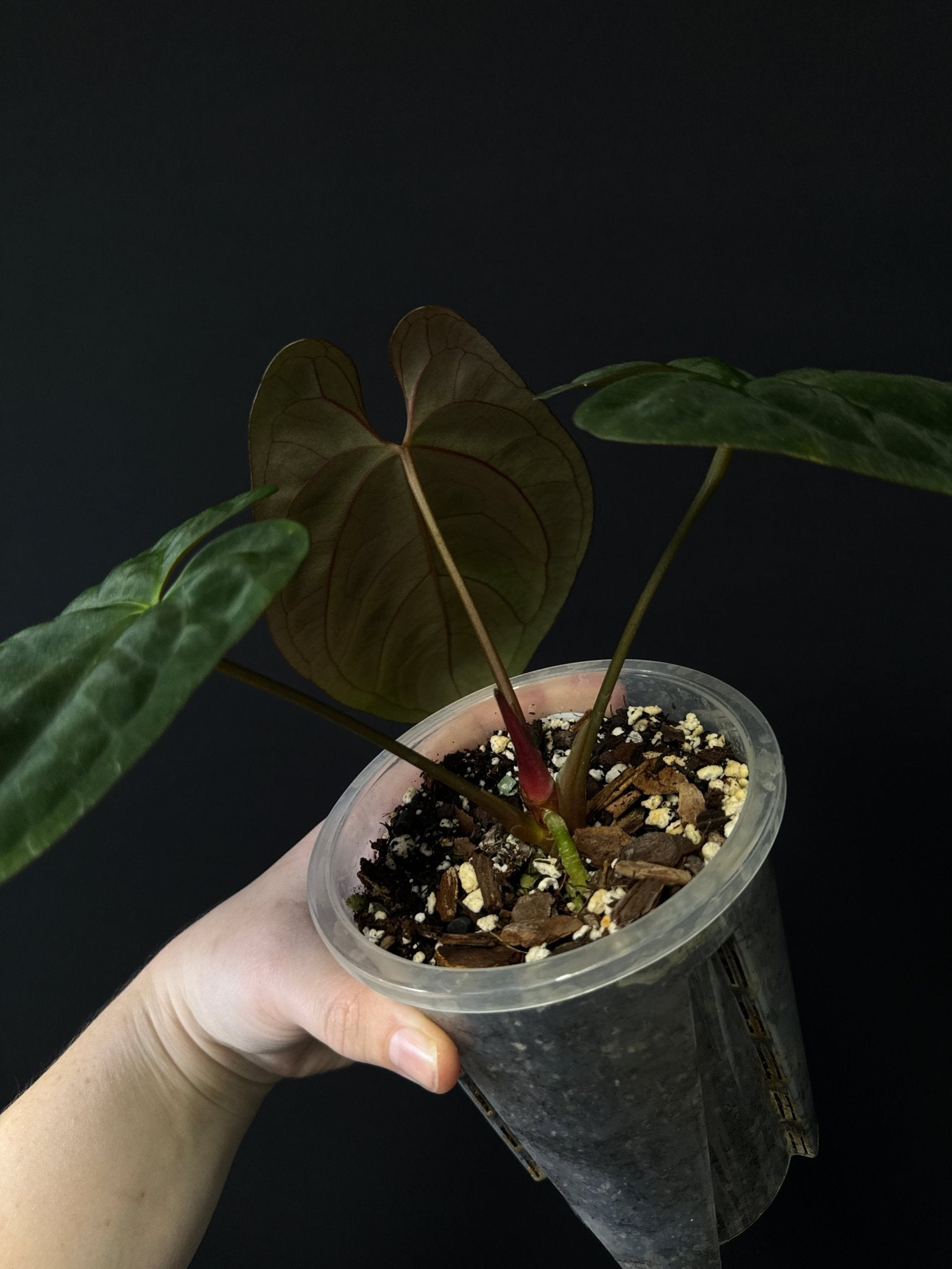 Anthurium Goliath - SMUKHI