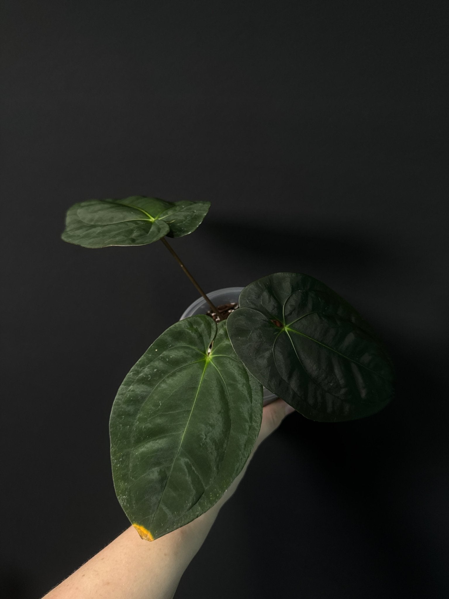 Anthurium Goliath x Dark Phoenix - SMUKHI