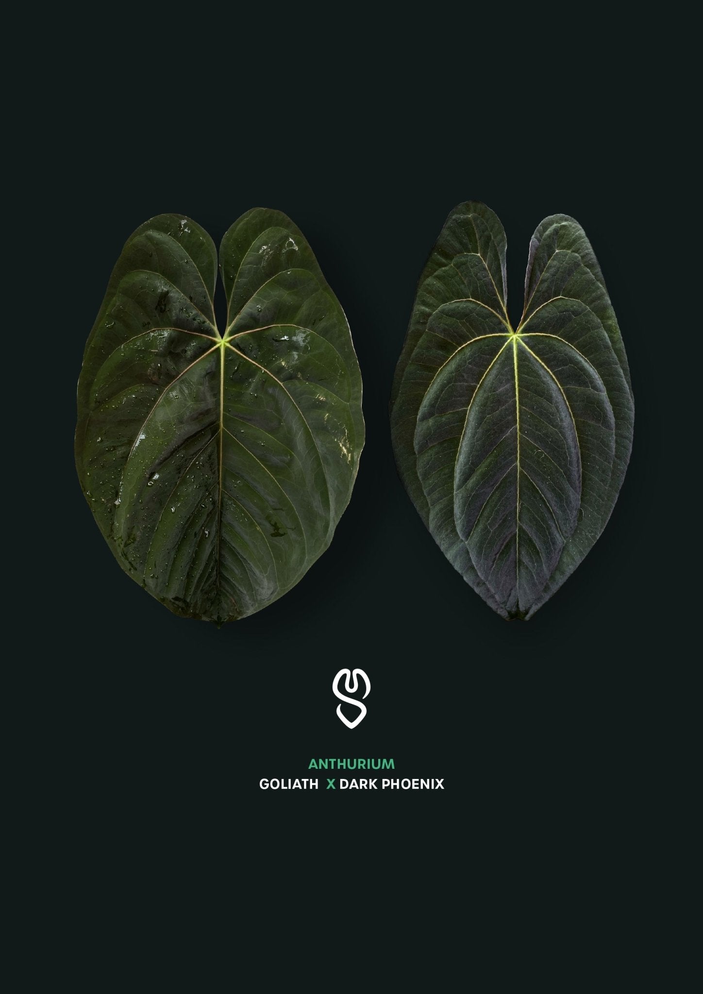 Anthurium Goliath x Dark Phoenix - SMUKHI