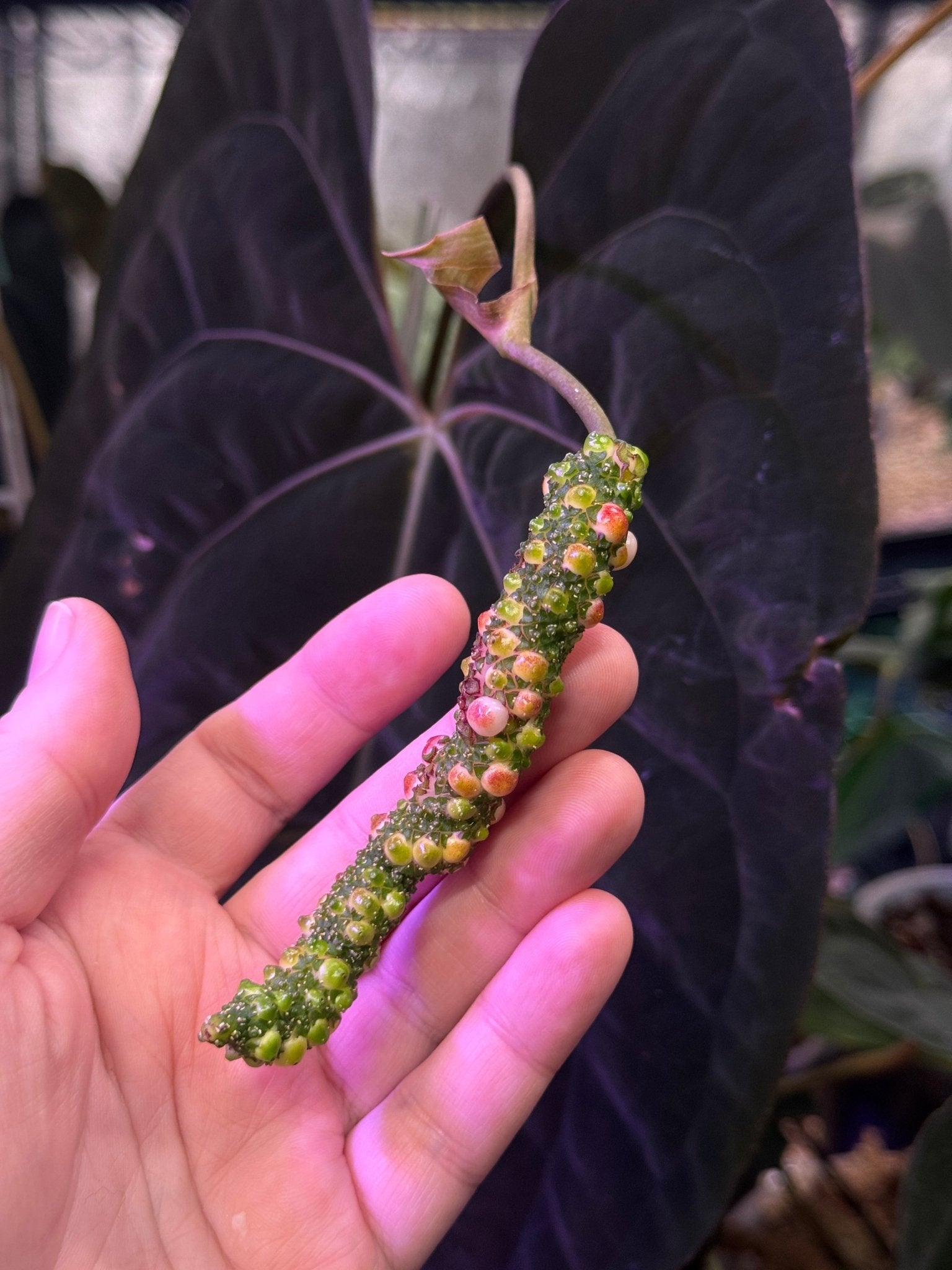 Anthurium (Goliath x Dark Phoenix) x Goliath - Seeds - SMUKHI