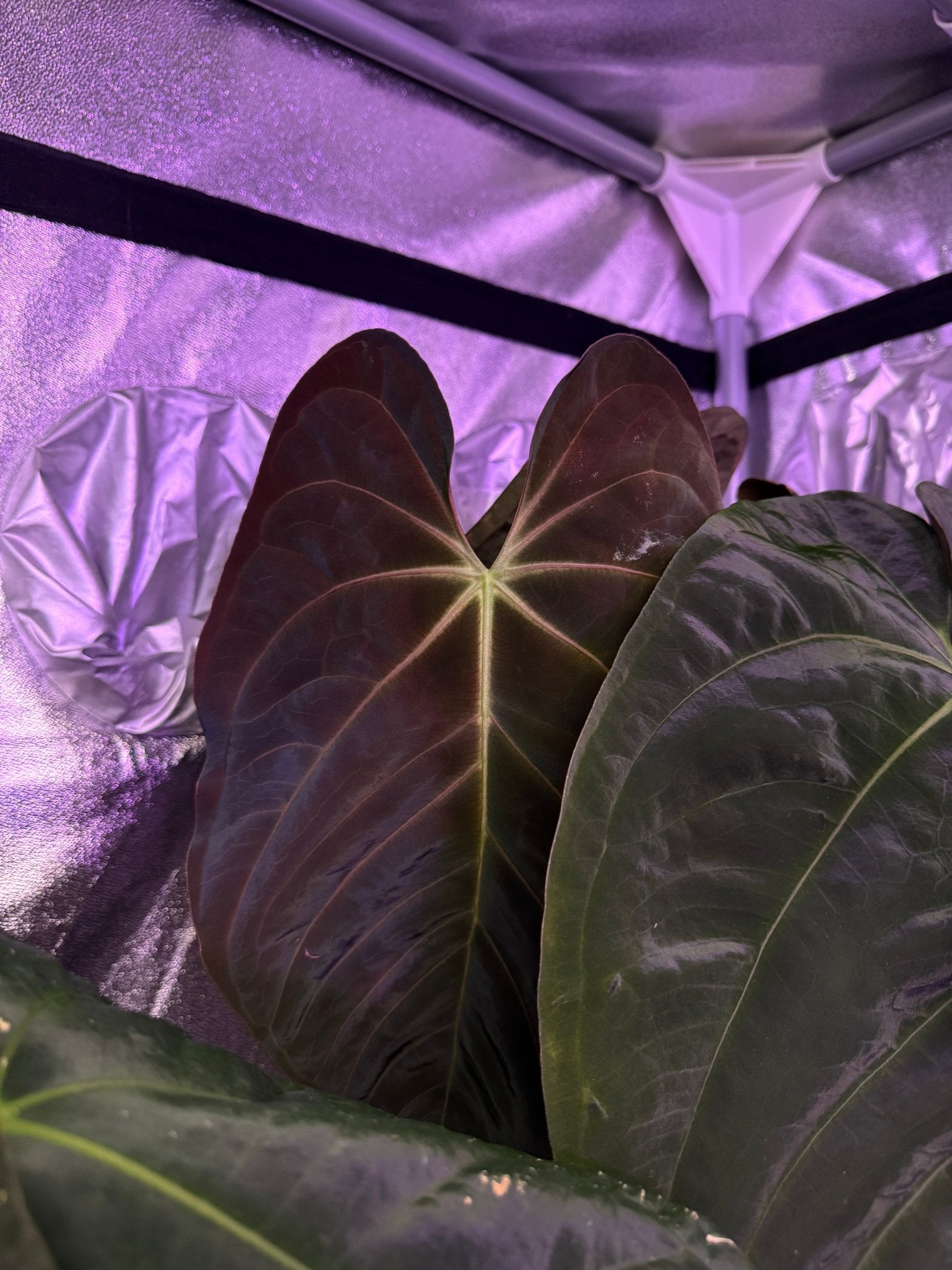 Anthurium (Goliath x Dark Phoenix) x Goliath - SMUKHI