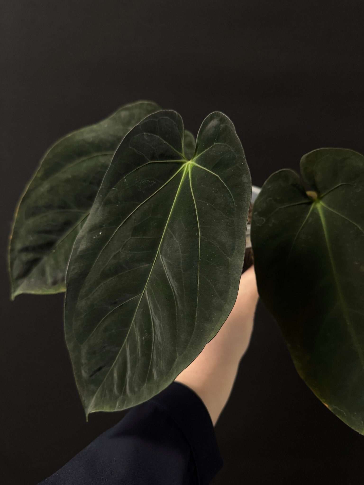 Anthurium Goliath x Goliath - SMUKHI