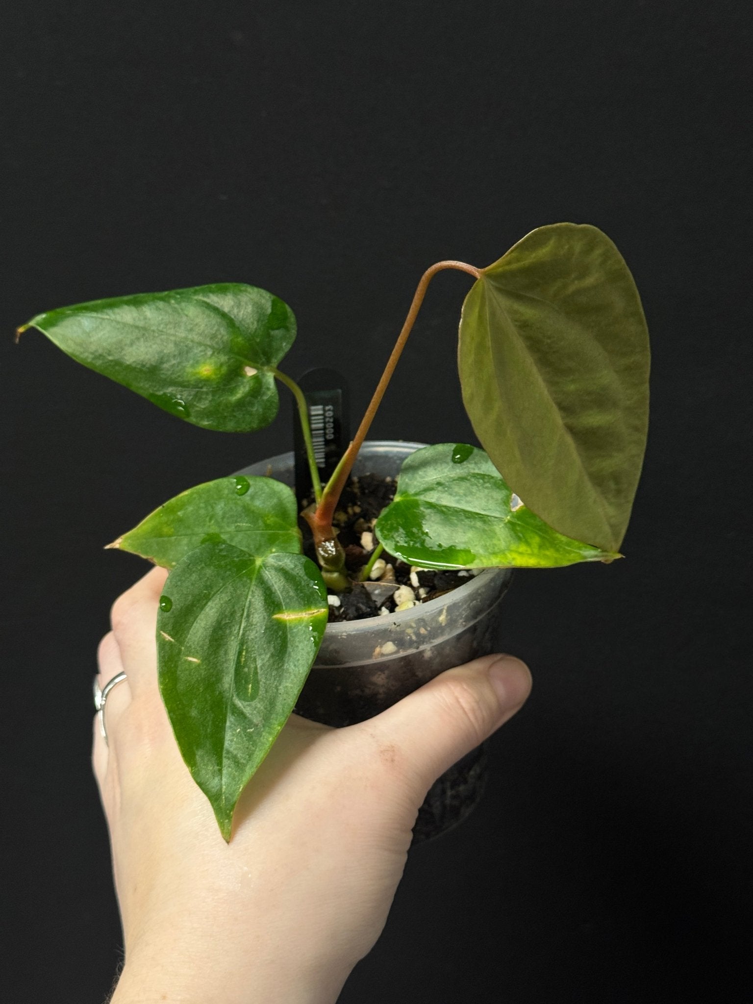 Anthurium Indo Portillae Dark Form x self - Clone - SMUKHI