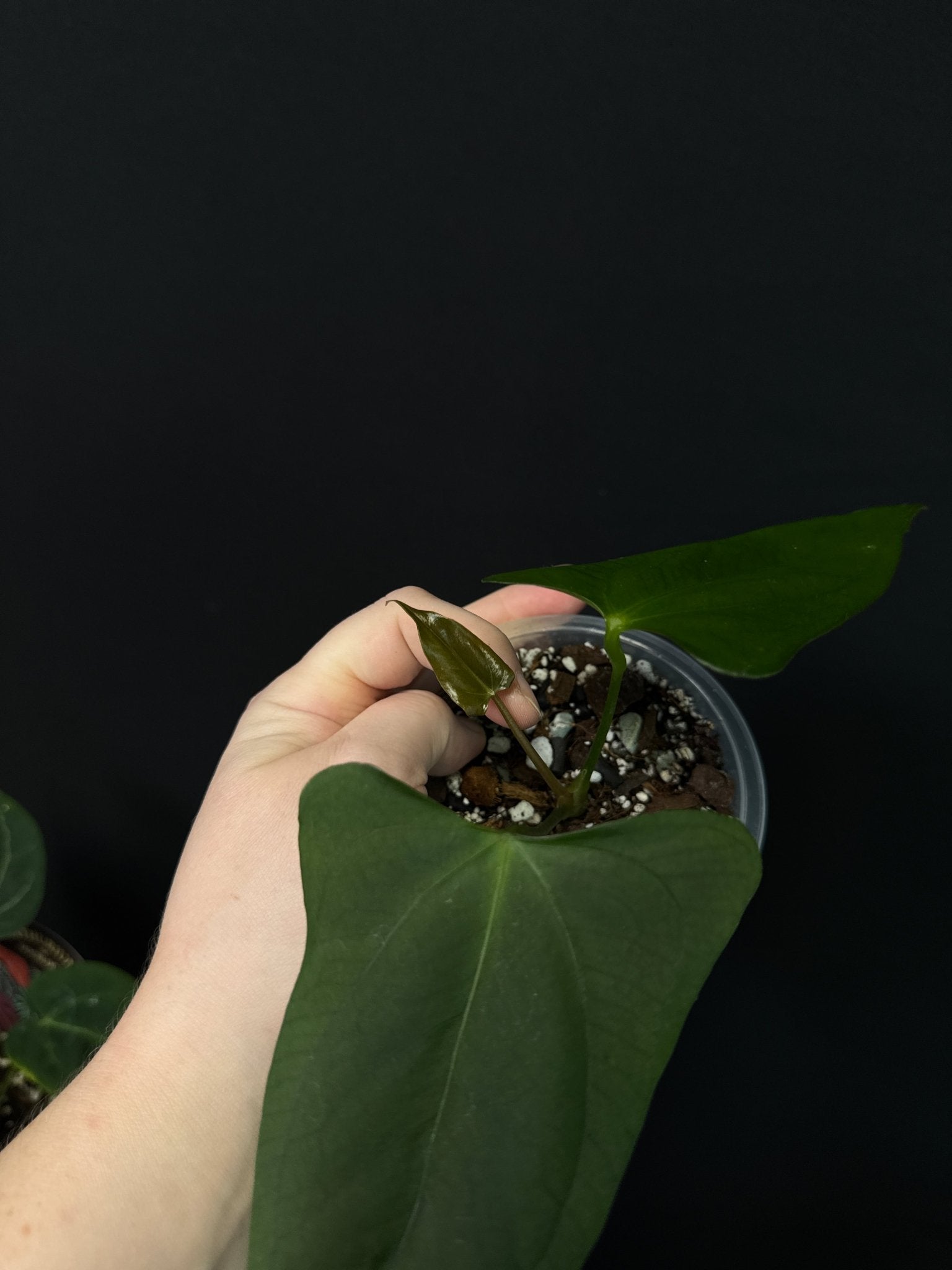 Anthurium Indo Portillae (S) - SMUKHI