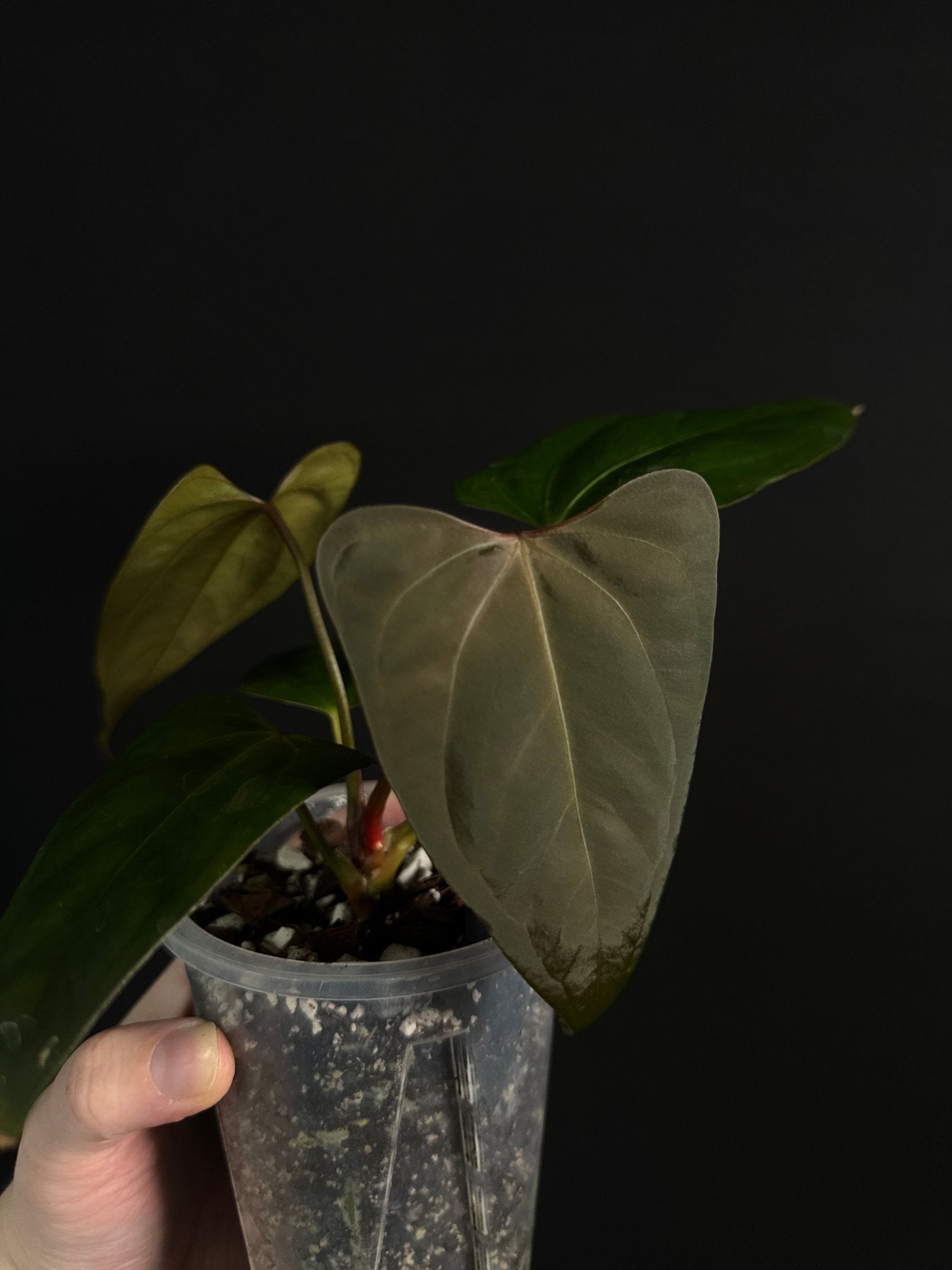 Anthurium Indo Portillae - SMUKHI