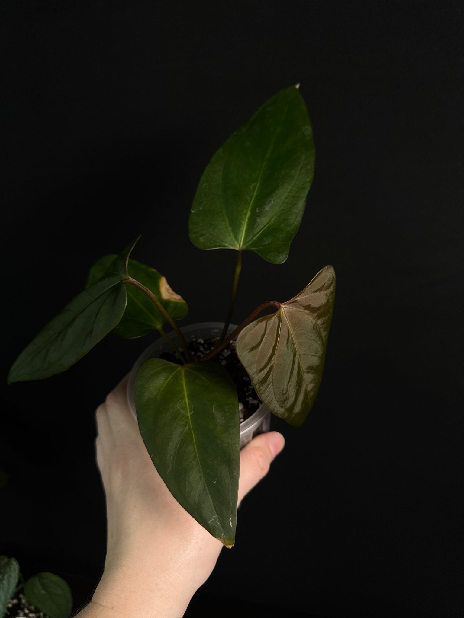 Anthurium Indo Portillae - SMUKHI