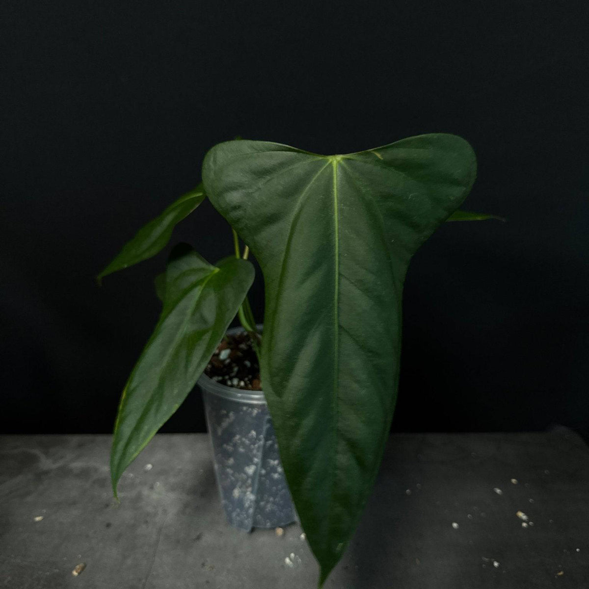 anthurium chiapense NFS: Anthurium Indo Portillae