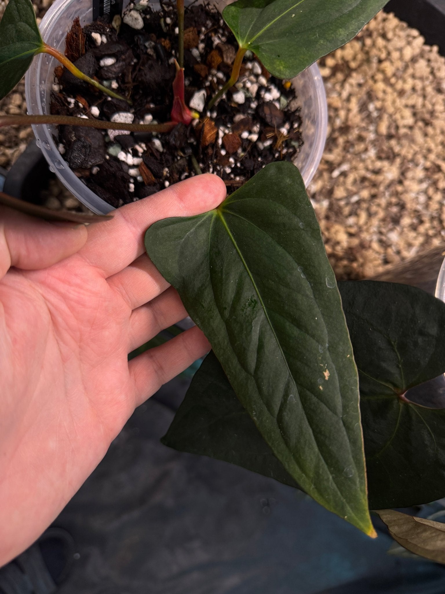 Anthurium Indo Portillae XDF x Indo Portillae - Clone - SMUKHI