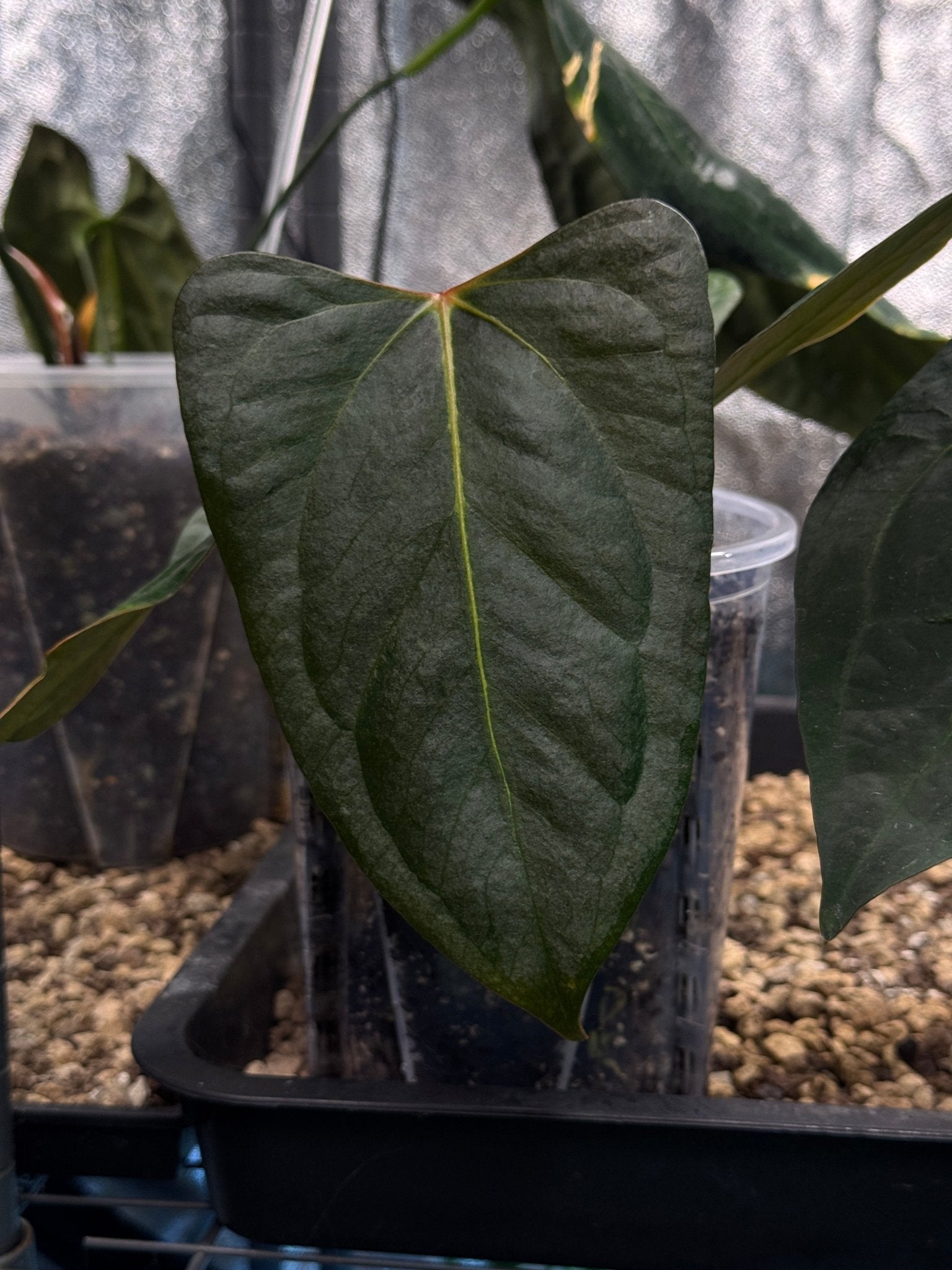 Anthurium Indo Portillae XDF x Indo Portillae - Clone - SMUKHI