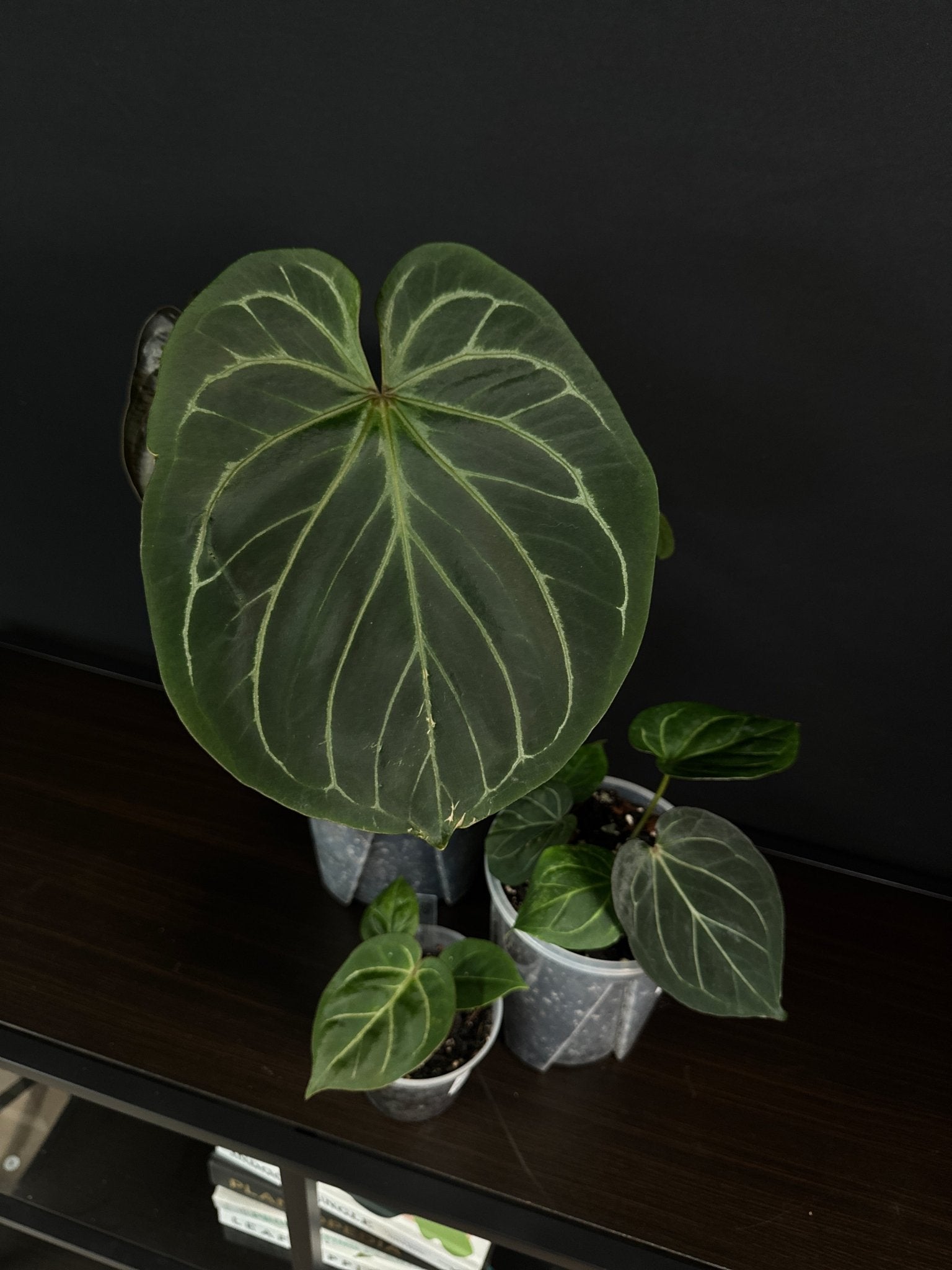 Anthurium King Of Spades (HU) - SMUKHI