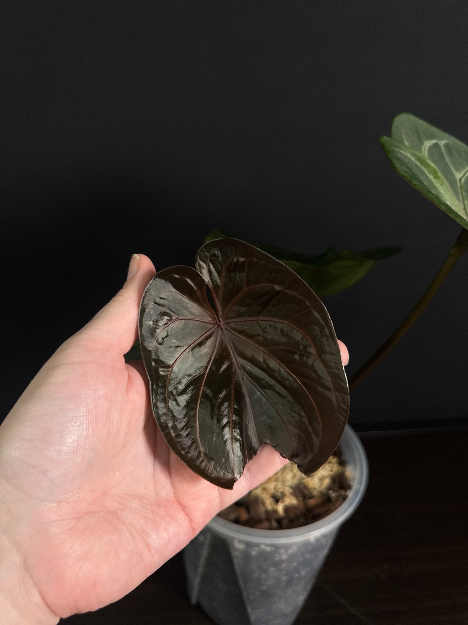 Anthurium King Of Spades (HU) - SMUKHI