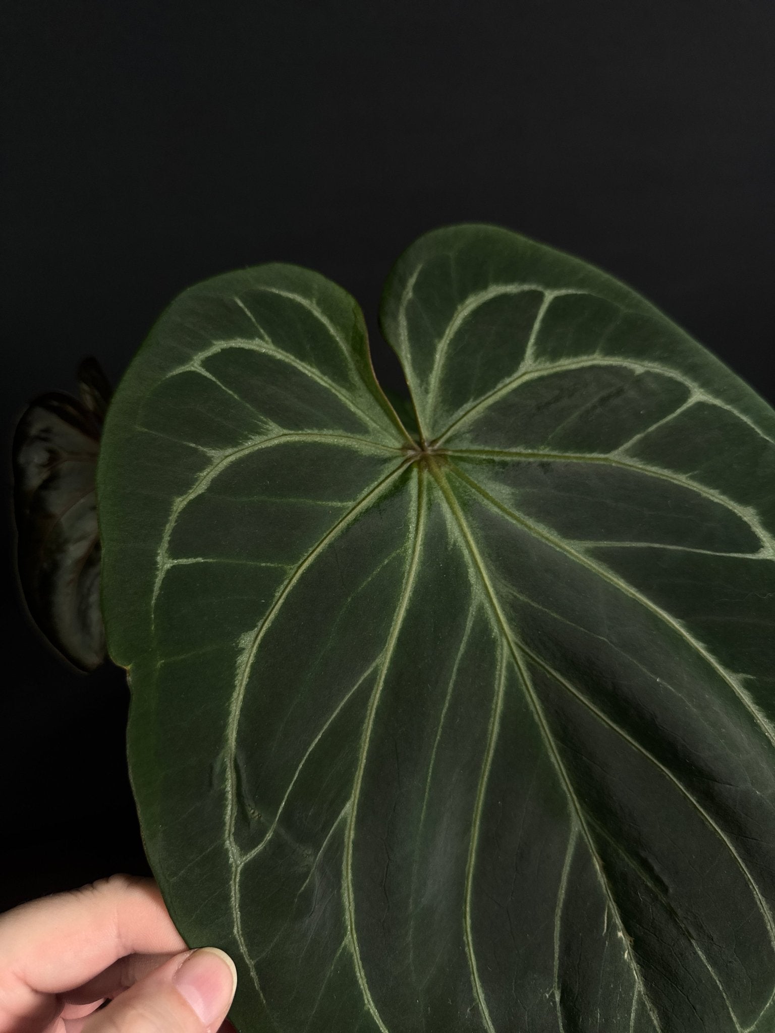 Anthurium King Of Spades (HU) - SMUKHI