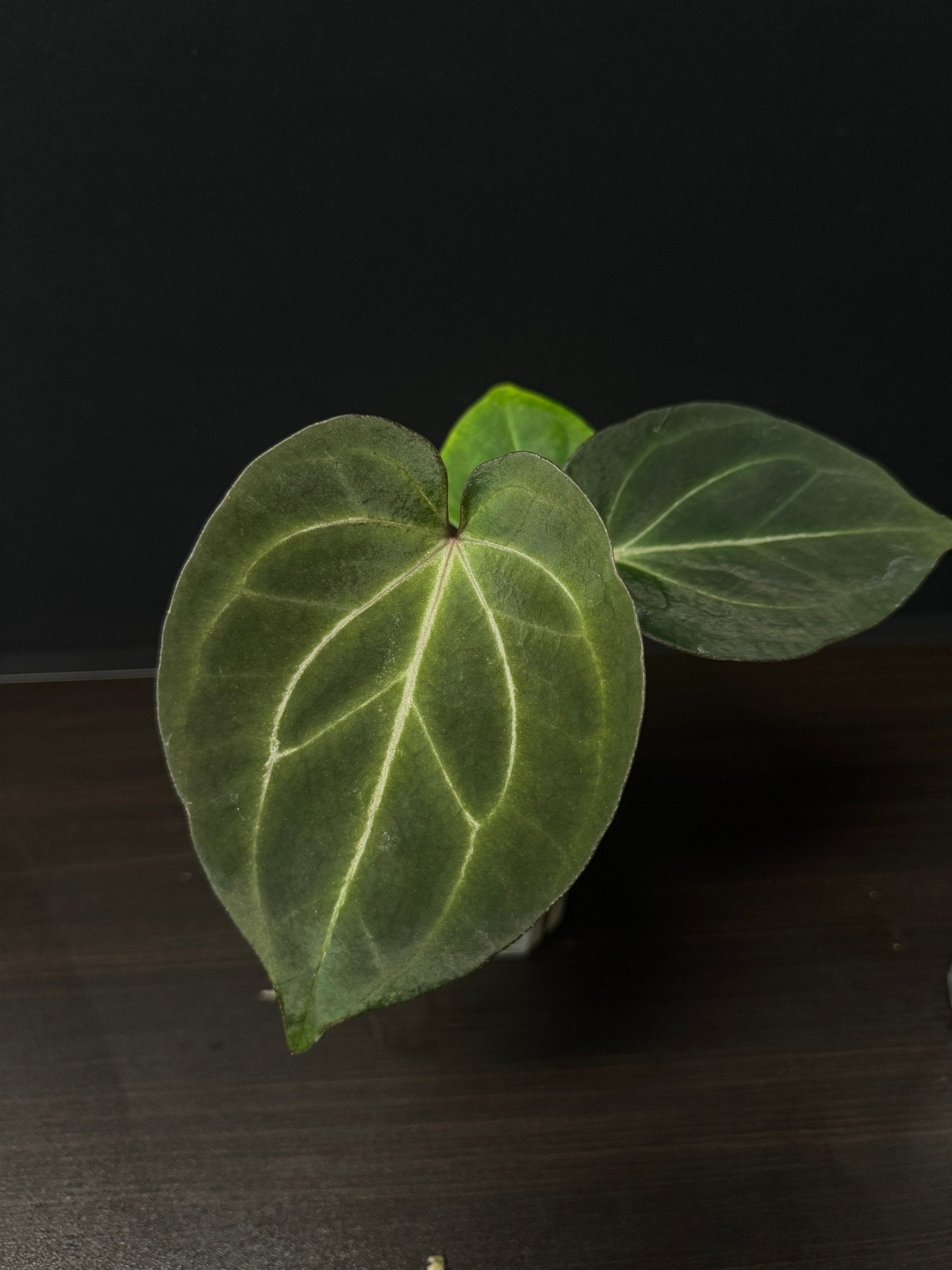 Anthurium King Of Spades (HU) - SMUKHI