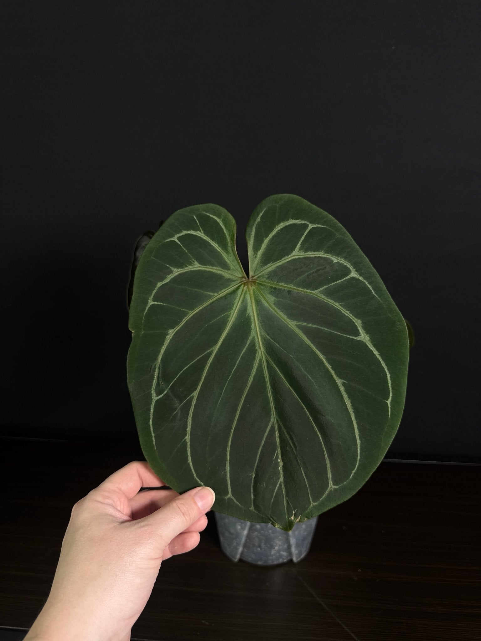 Anthurium King Of Spades (HU) - SMUKHI