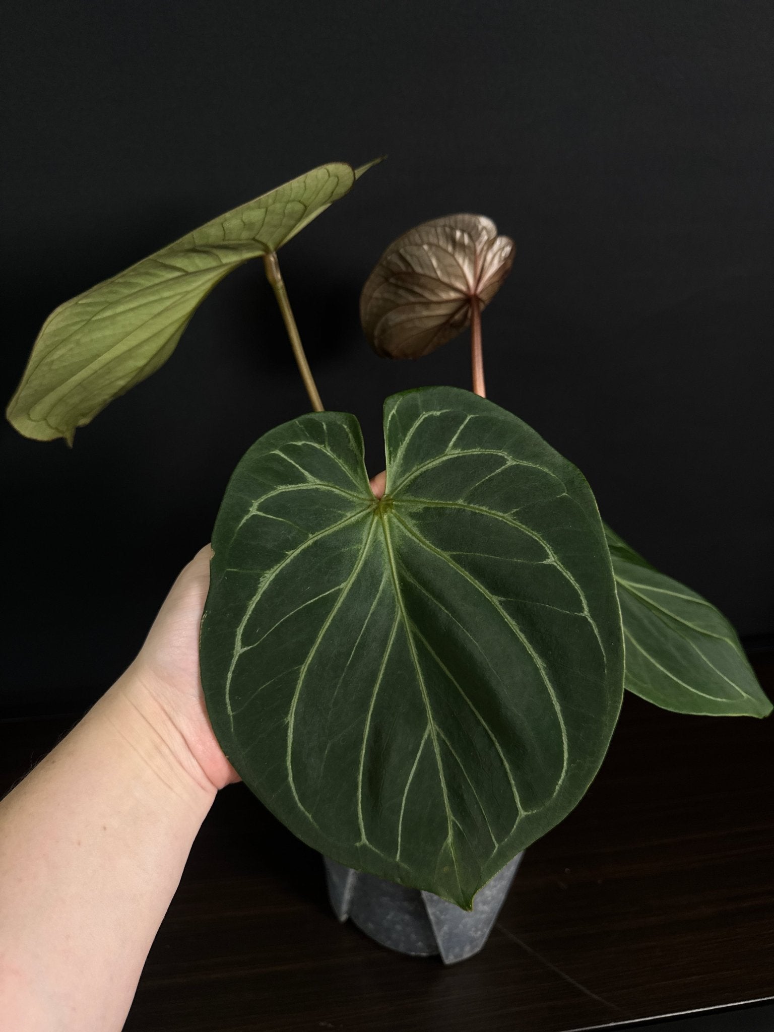 Anthurium King Of Spades (HU) - SMUKHI