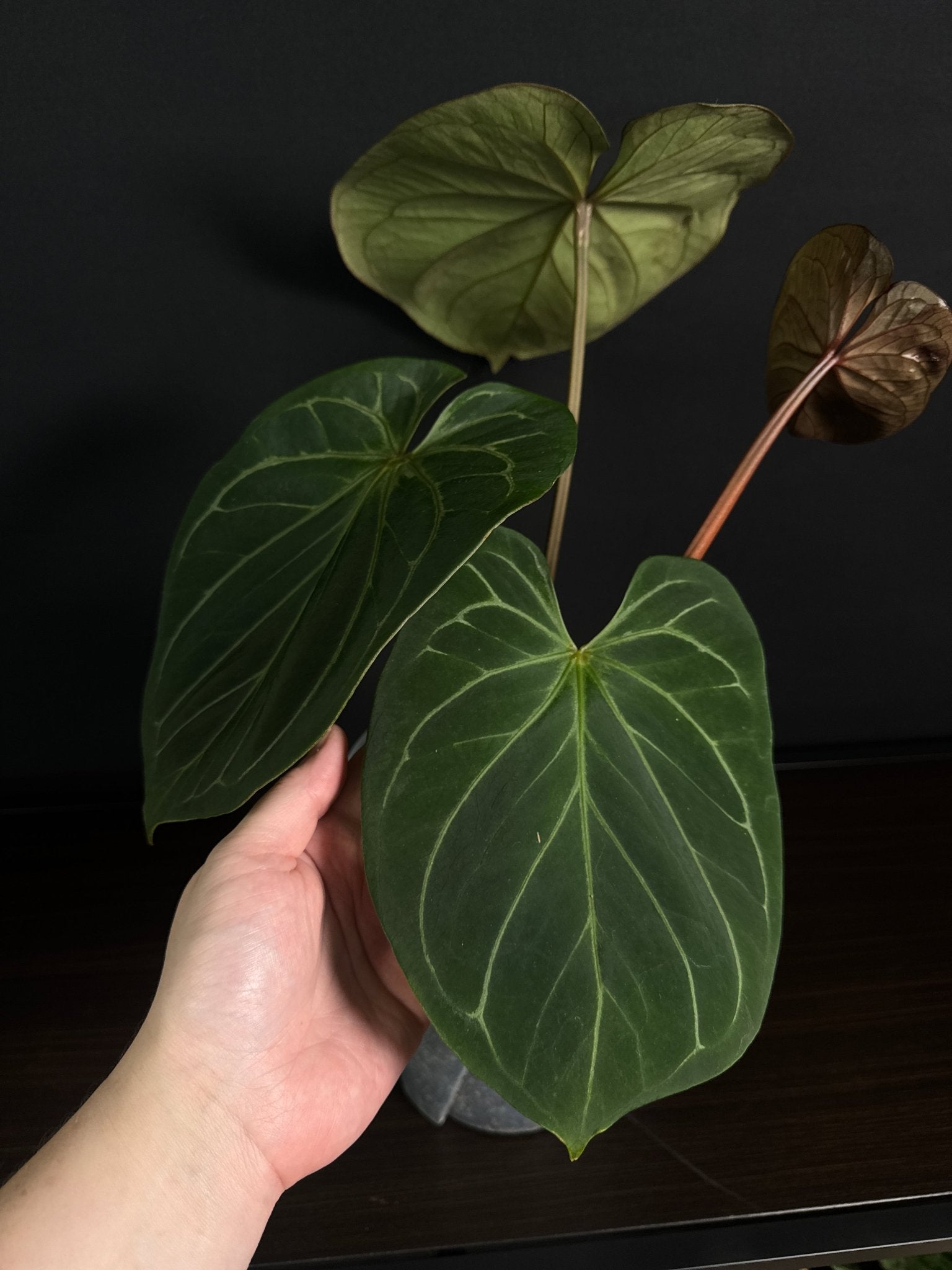 Anthurium King Of Spades (HU) - SMUKHI