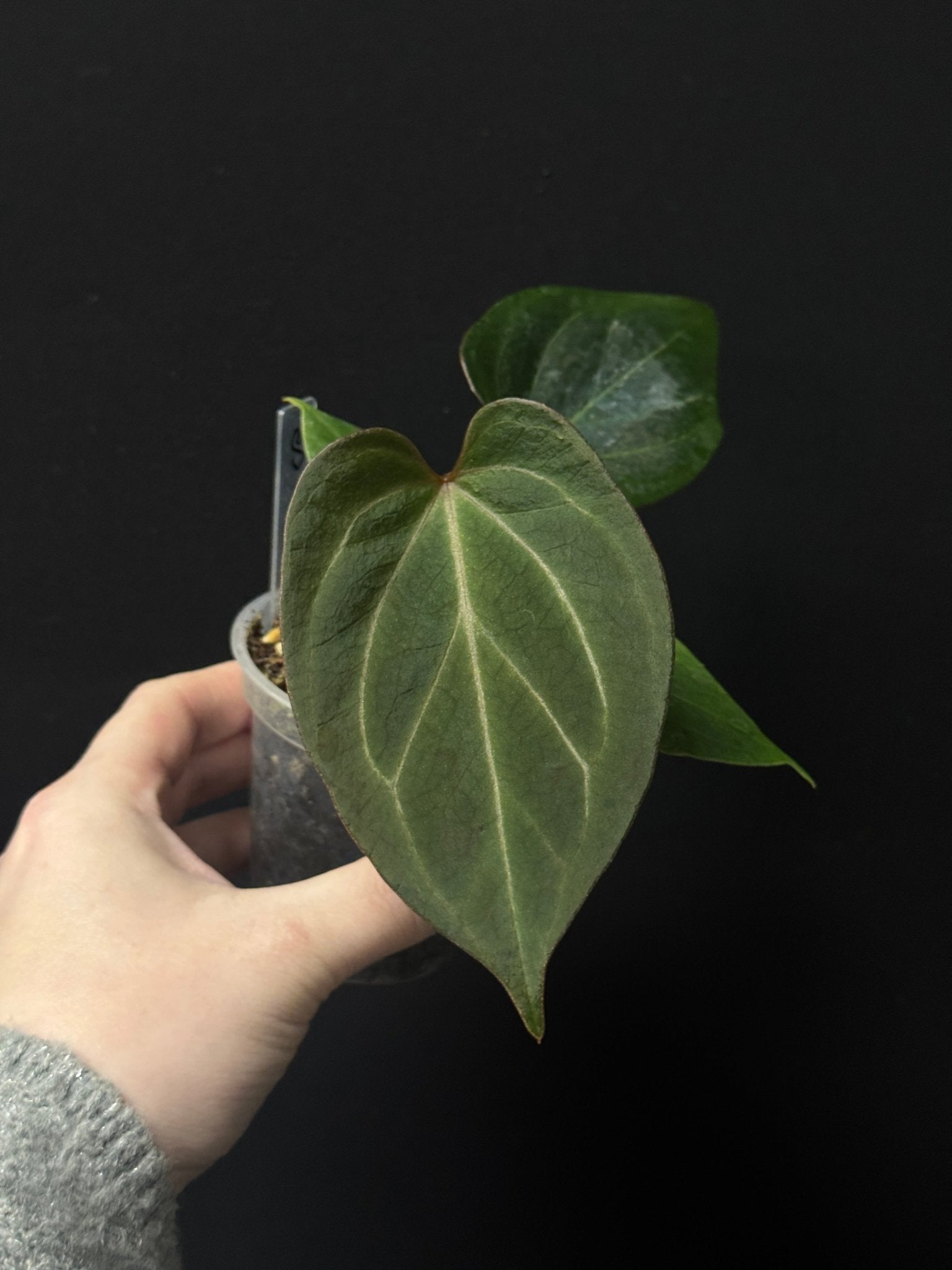 Anthurium King Of Spades (HU) - SMUKHI