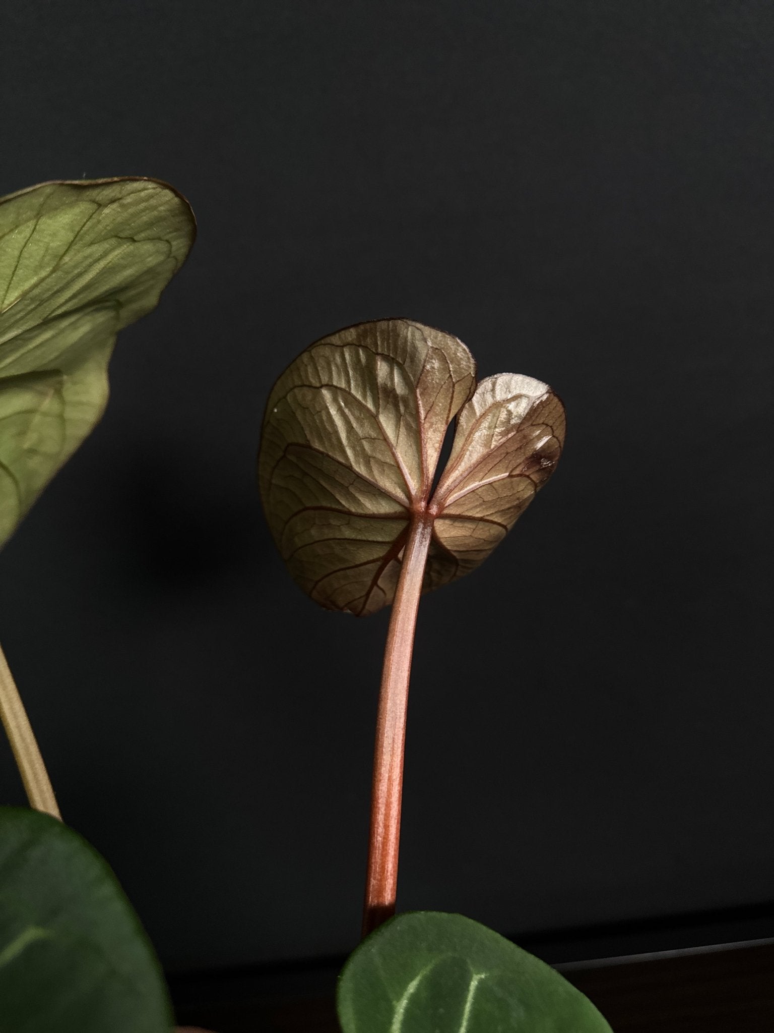 Anthurium King Of Spades (HU) - SMUKHI