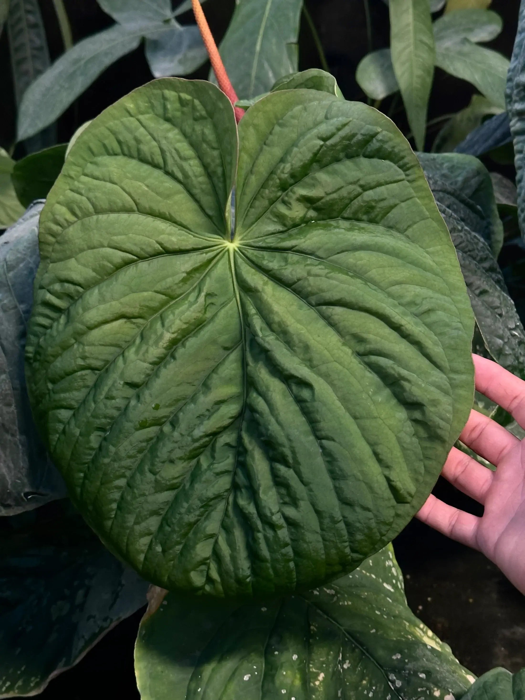Anthurium Kunayalense ‘PM6’ x (Besseae aff x BVEP) - Seedling - SMUKHI