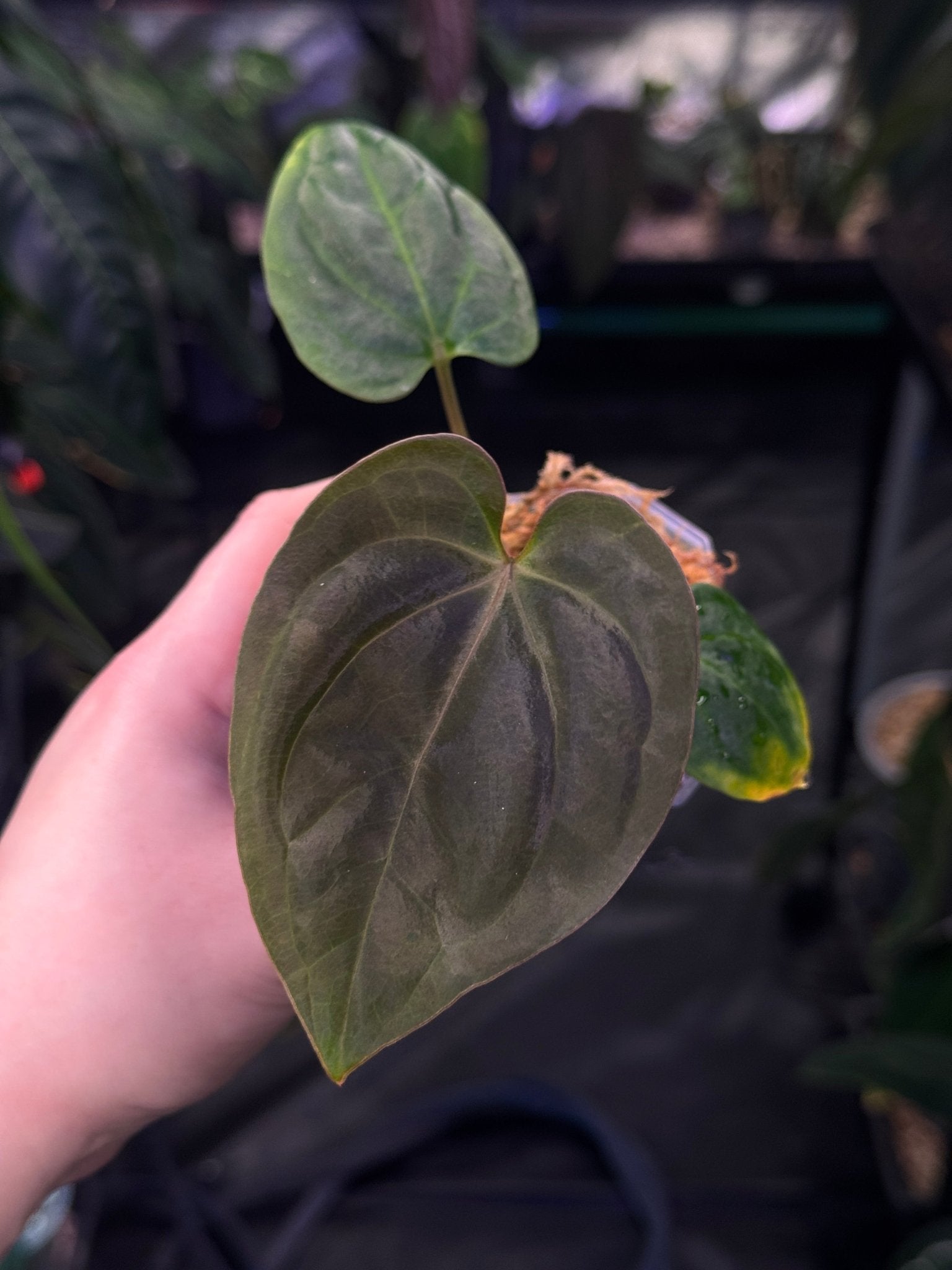 Anthurium Kunayalense PM6 x (Besseae aff x BVEP) - SMUKHI