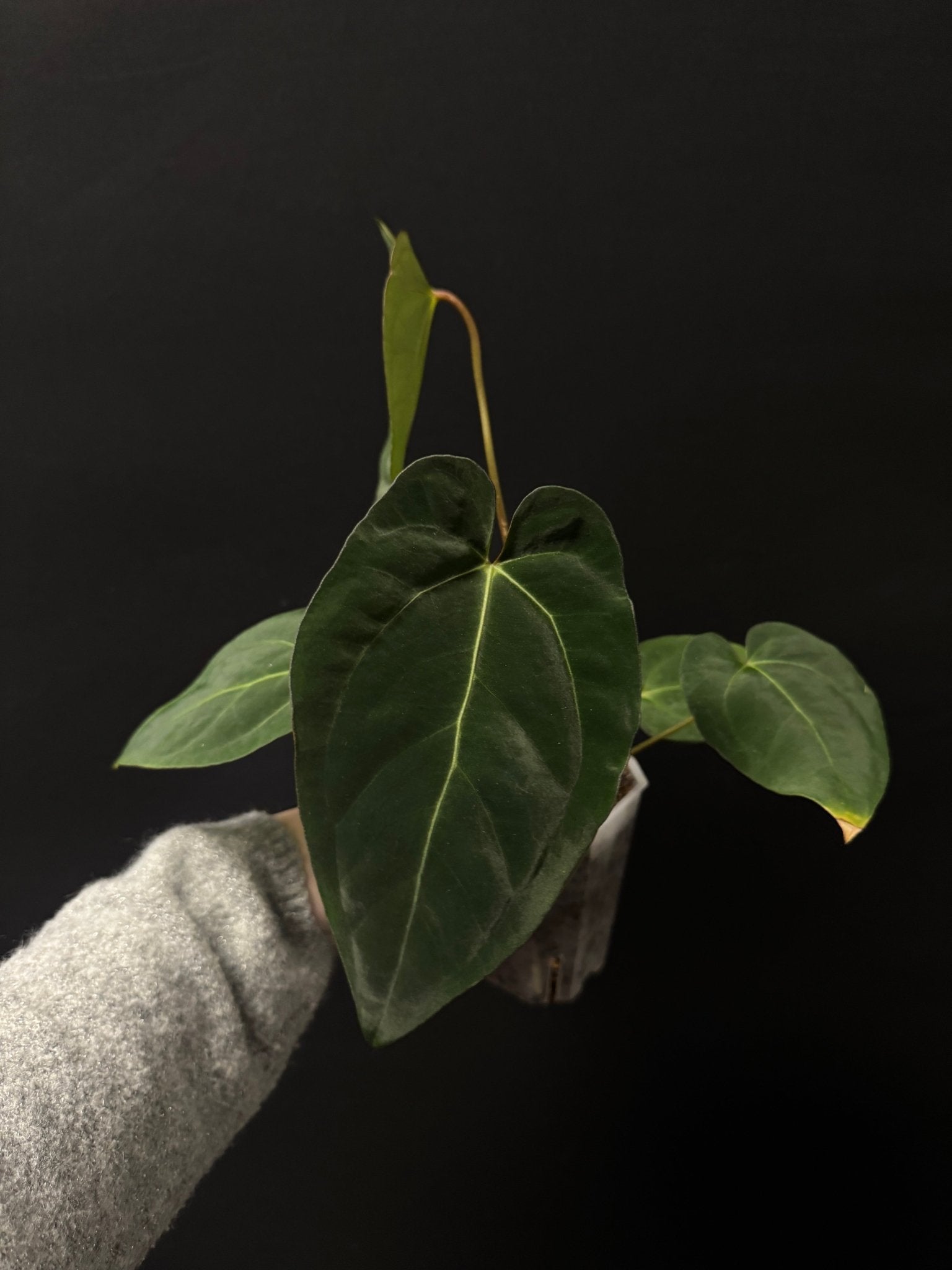 Anthurium Lost Tag - Various Plants - SMUKHI