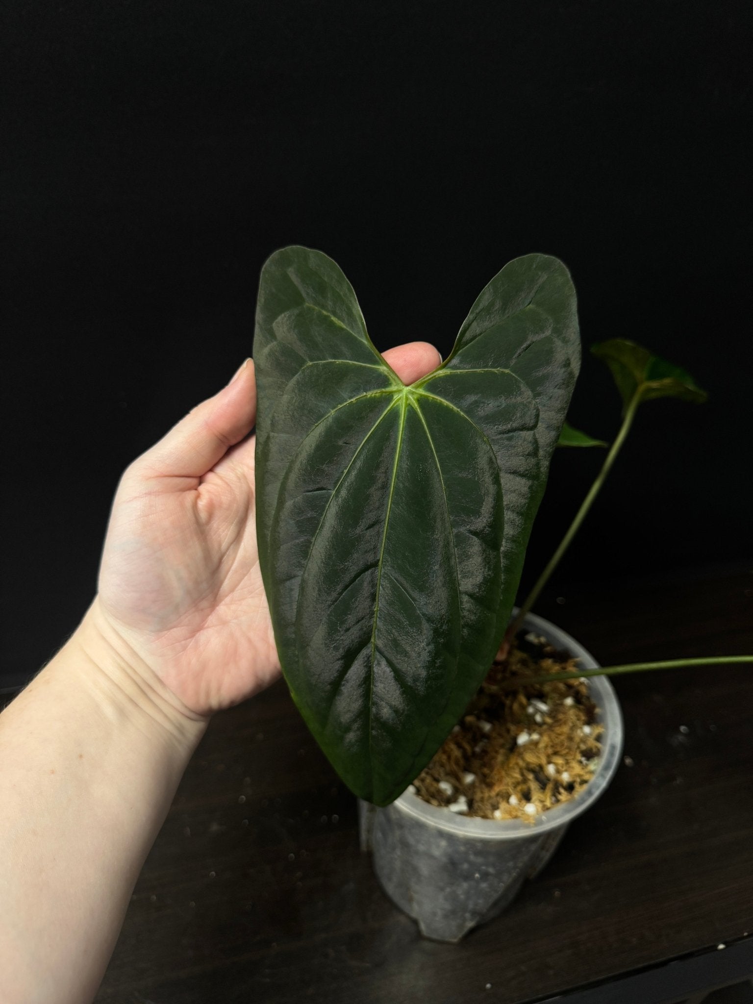 Anthurium Lost Tag - Various Plants - SMUKHI