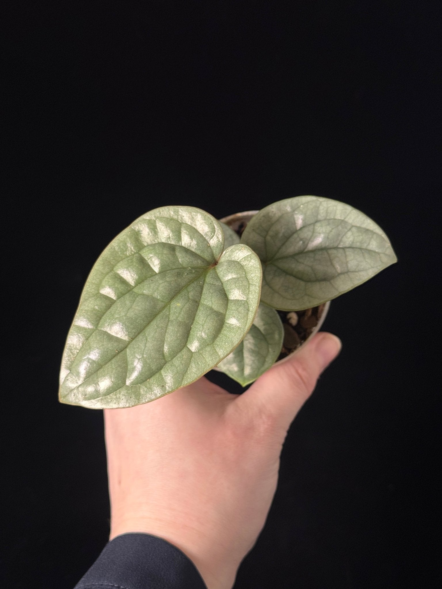 Anthurium Luxurians - SMUKHI