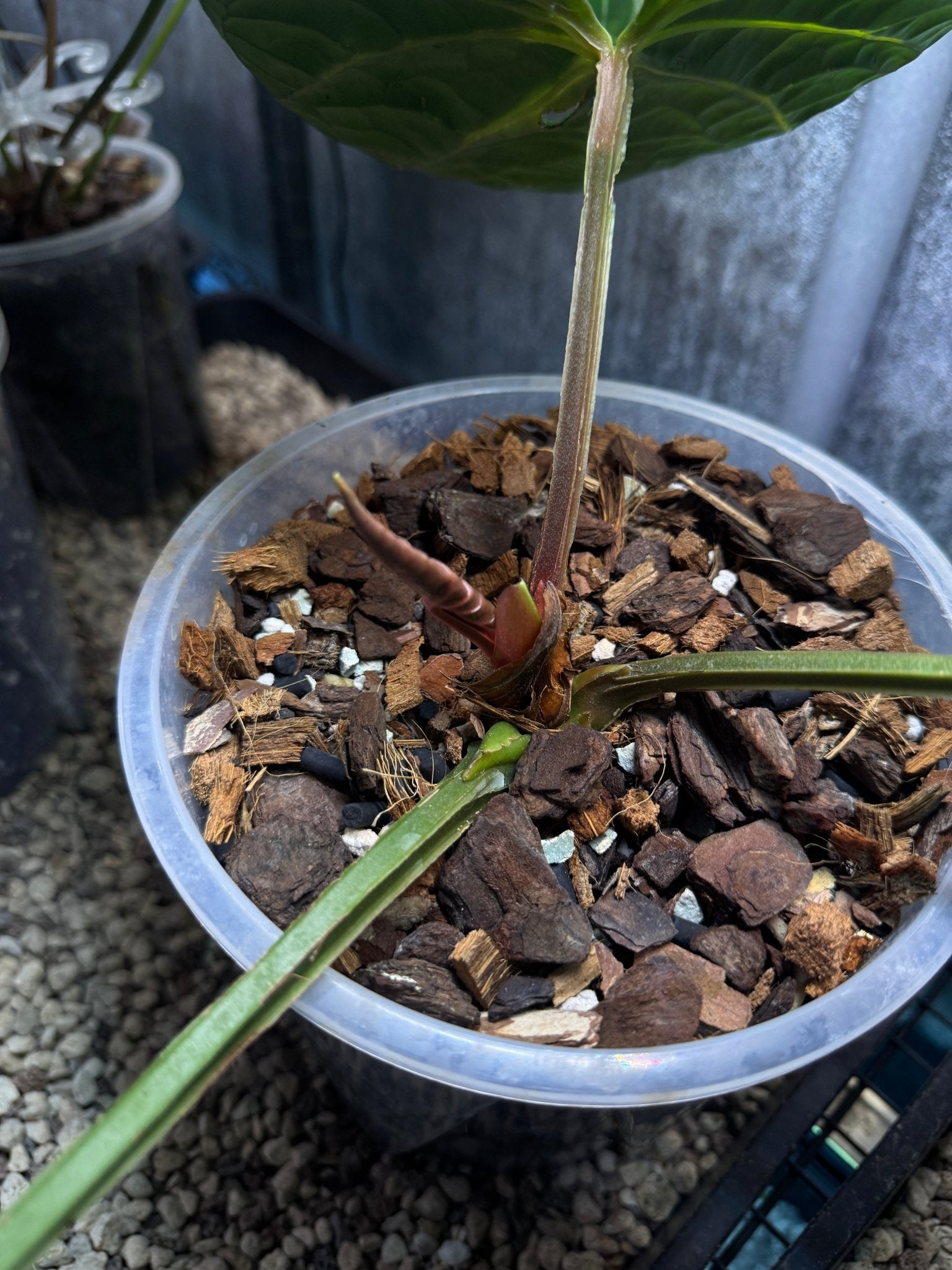 Anthurium Luxurians - SMUKHI