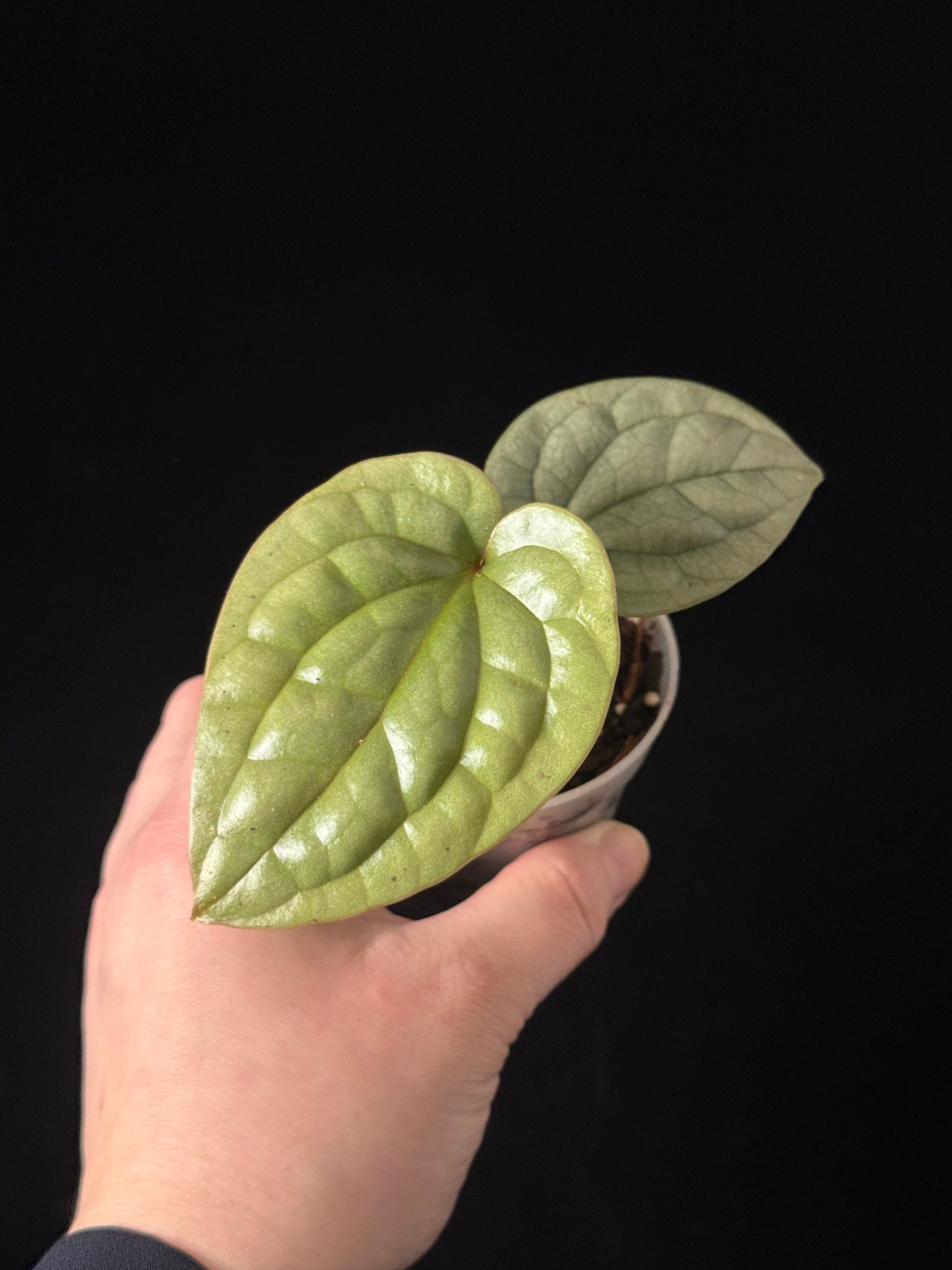 Anthurium Luxurians - SMUKHI