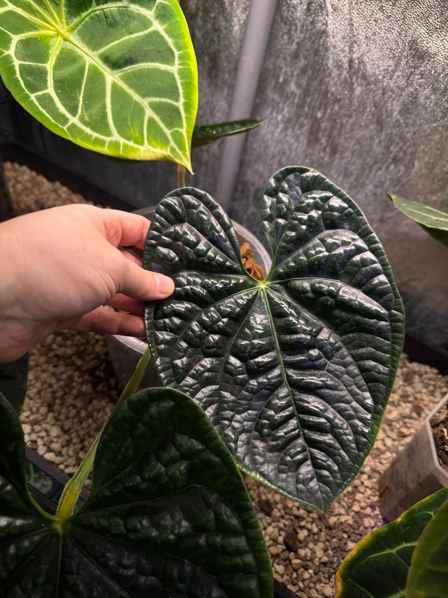 Anthurium Luxurians - SMUKHI