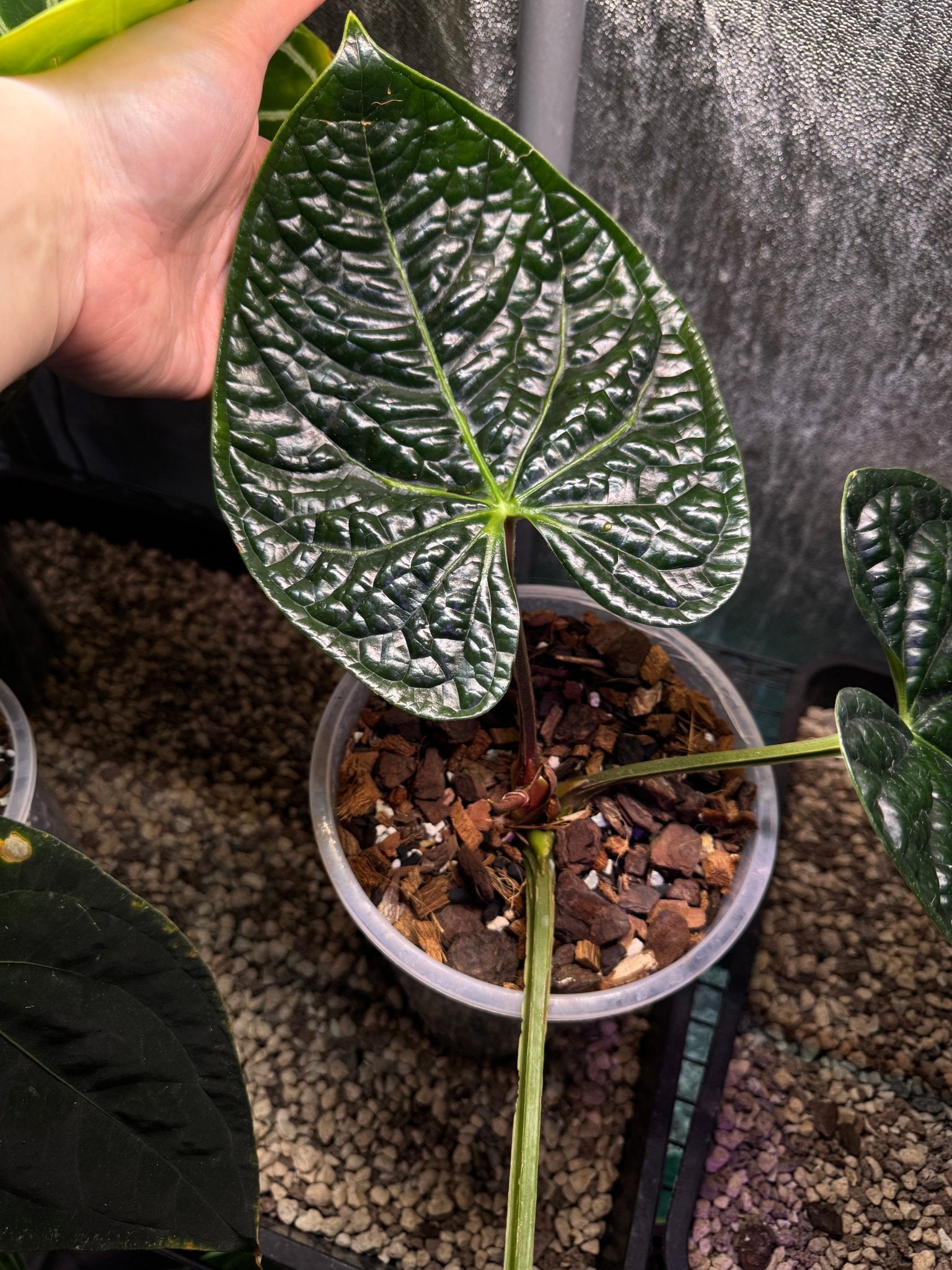 Anthurium Luxurians - SMUKHI