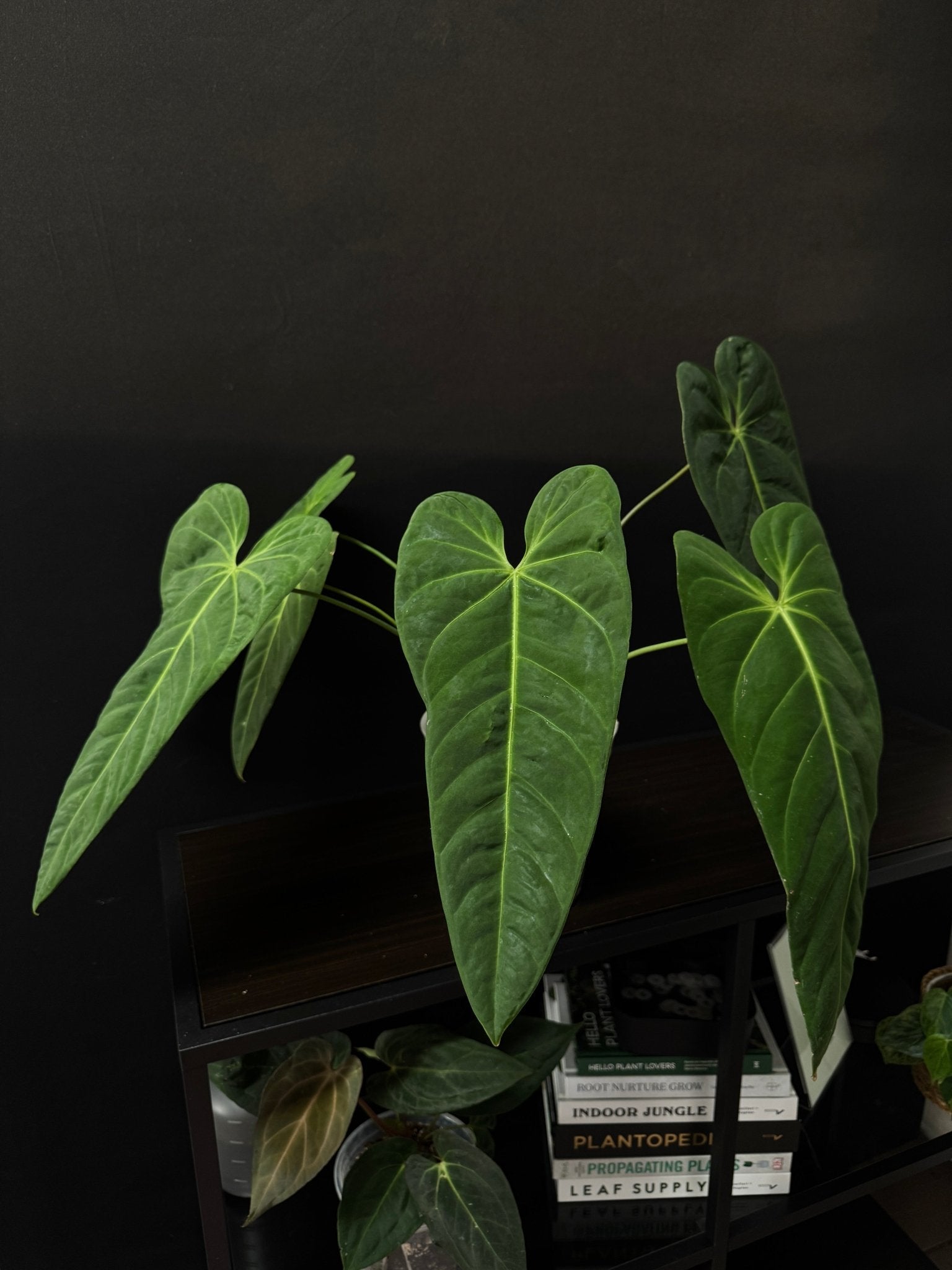 Anthurium Metallicum - SMUKHI