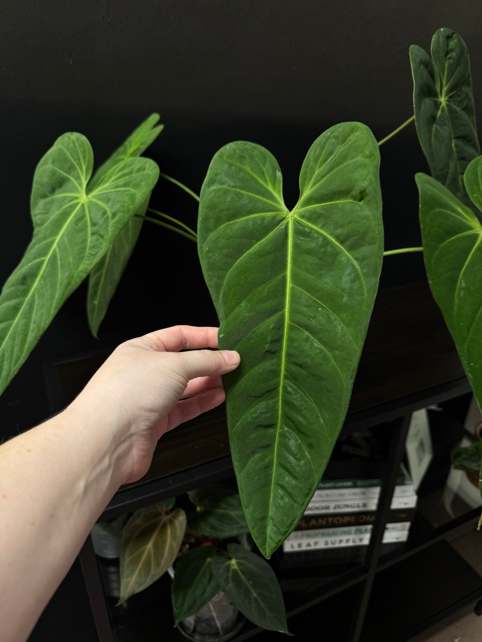 Anthurium Metallicum - SMUKHI