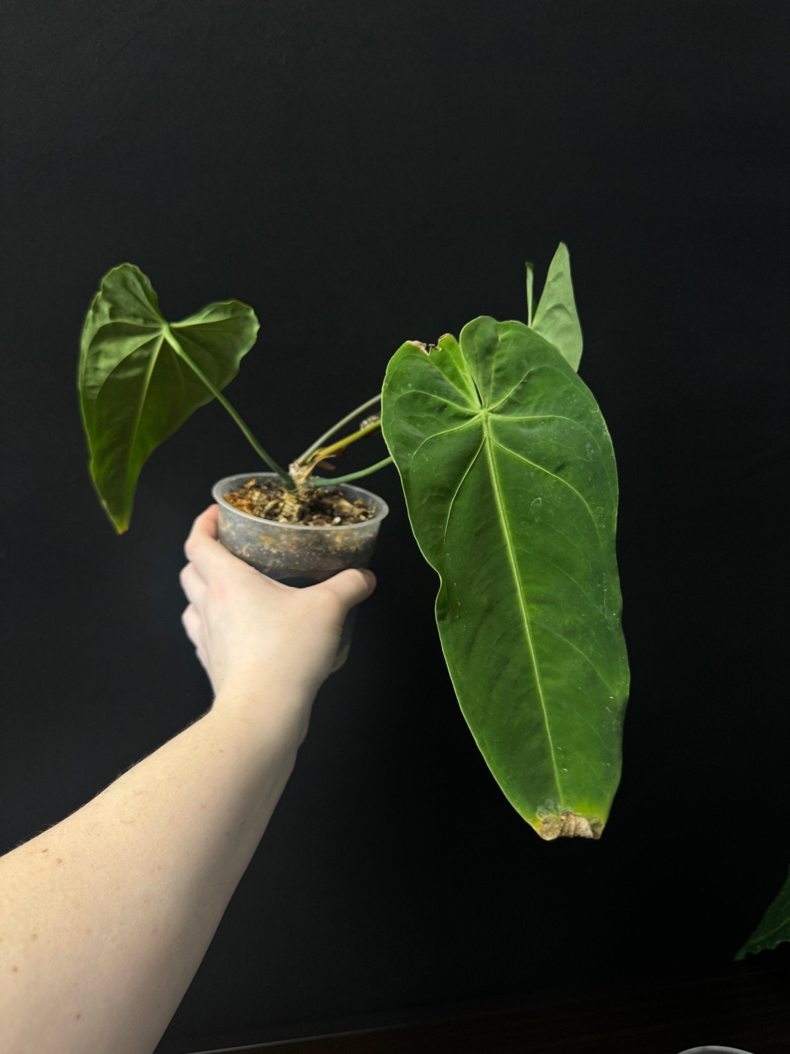 Anthurium Metallicum - SMUKHI