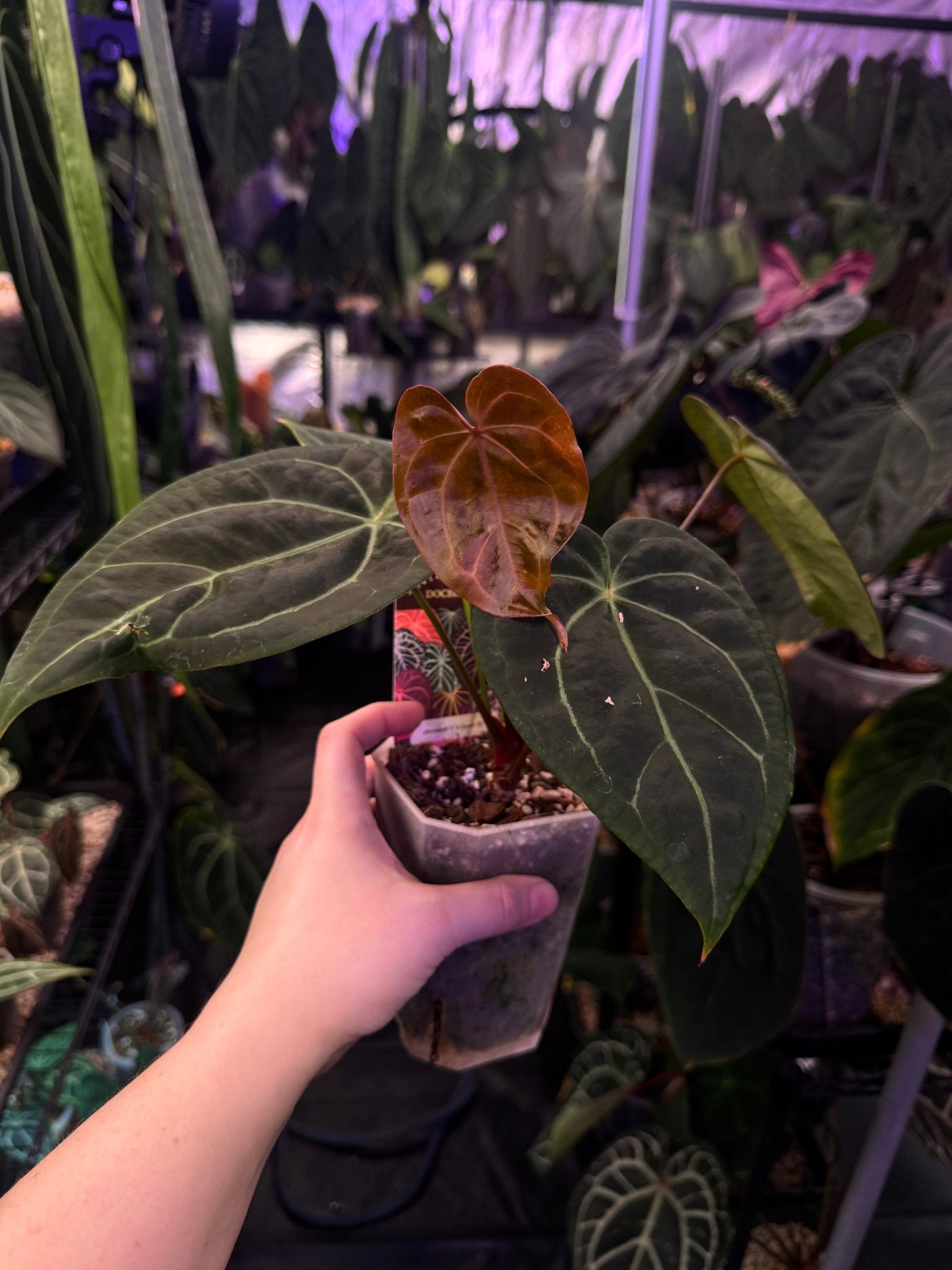 Anthurium Michelle '1' x Zara '52' - SMUKHI