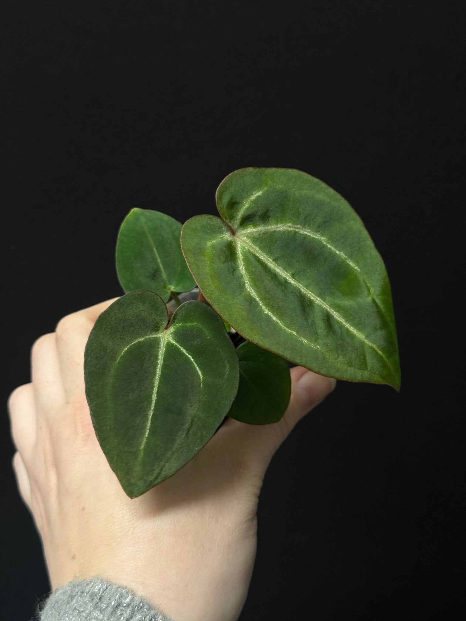 Anthurium Michelle x (Besseae aff x (Zara x Michelle) ‘Bloody Mary’) - SMUKHI